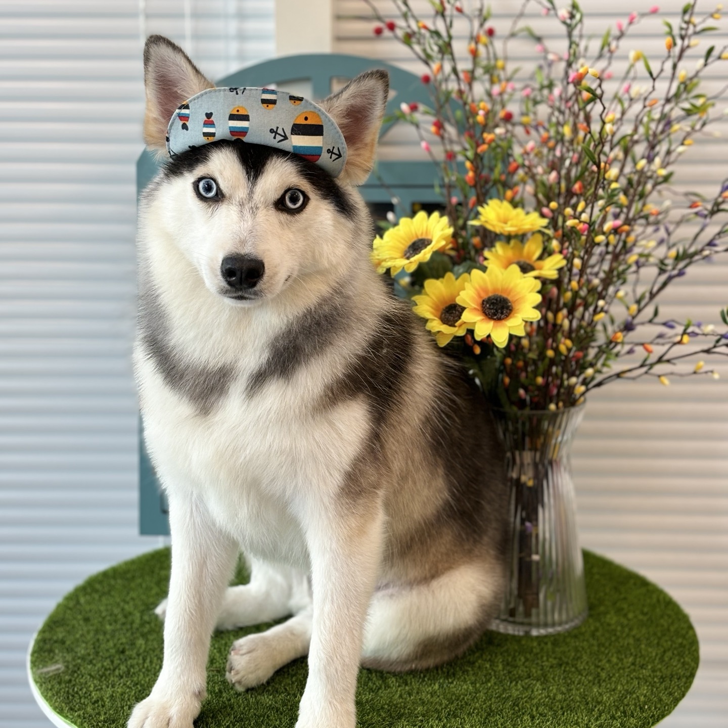 옥정강아지 대표 이미지