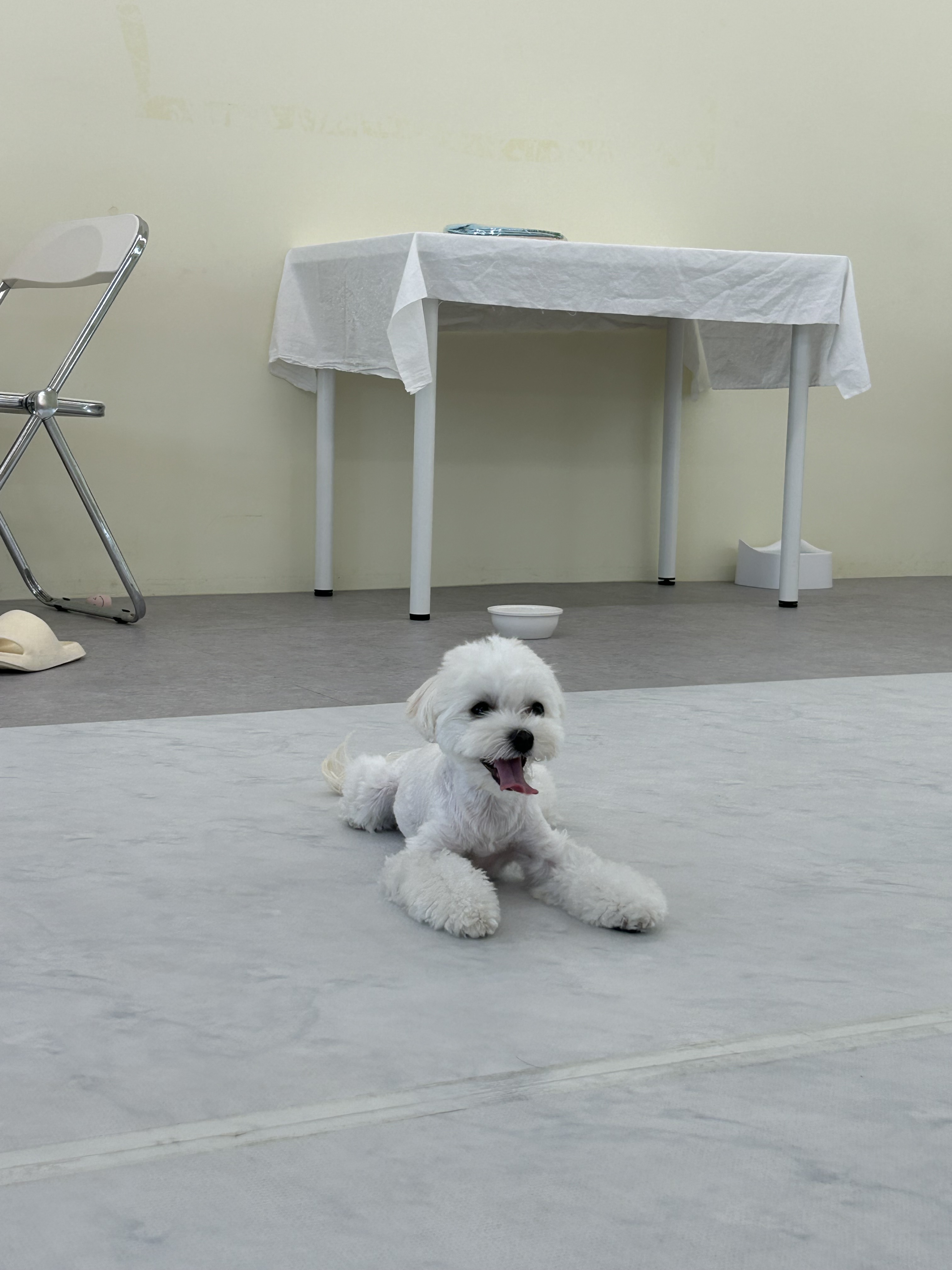 개르메스 애견유치원 대표 이미지