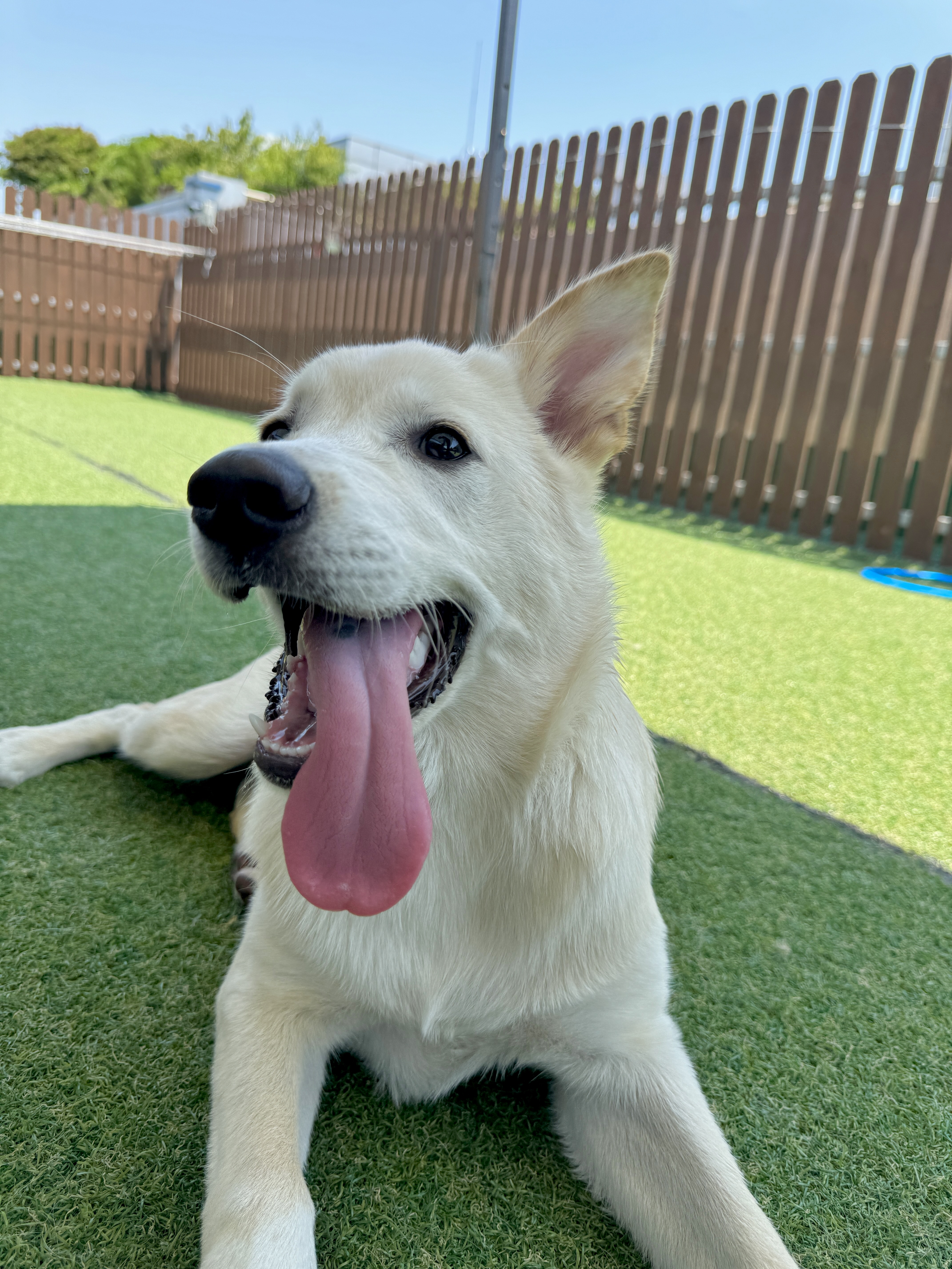 댕교오겠습니다 대형견호텔 대표 이미지