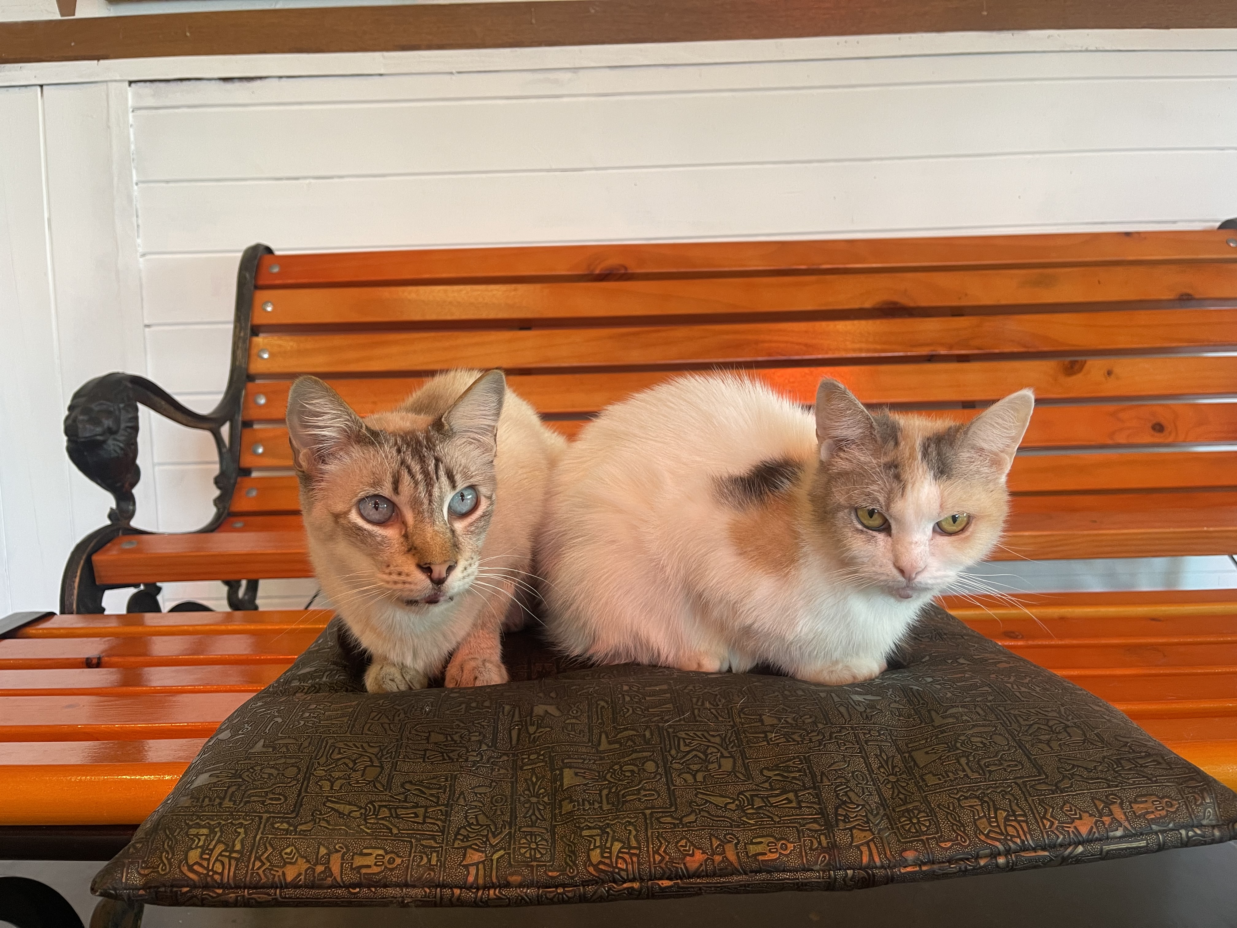 냥이시대 대표 이미지