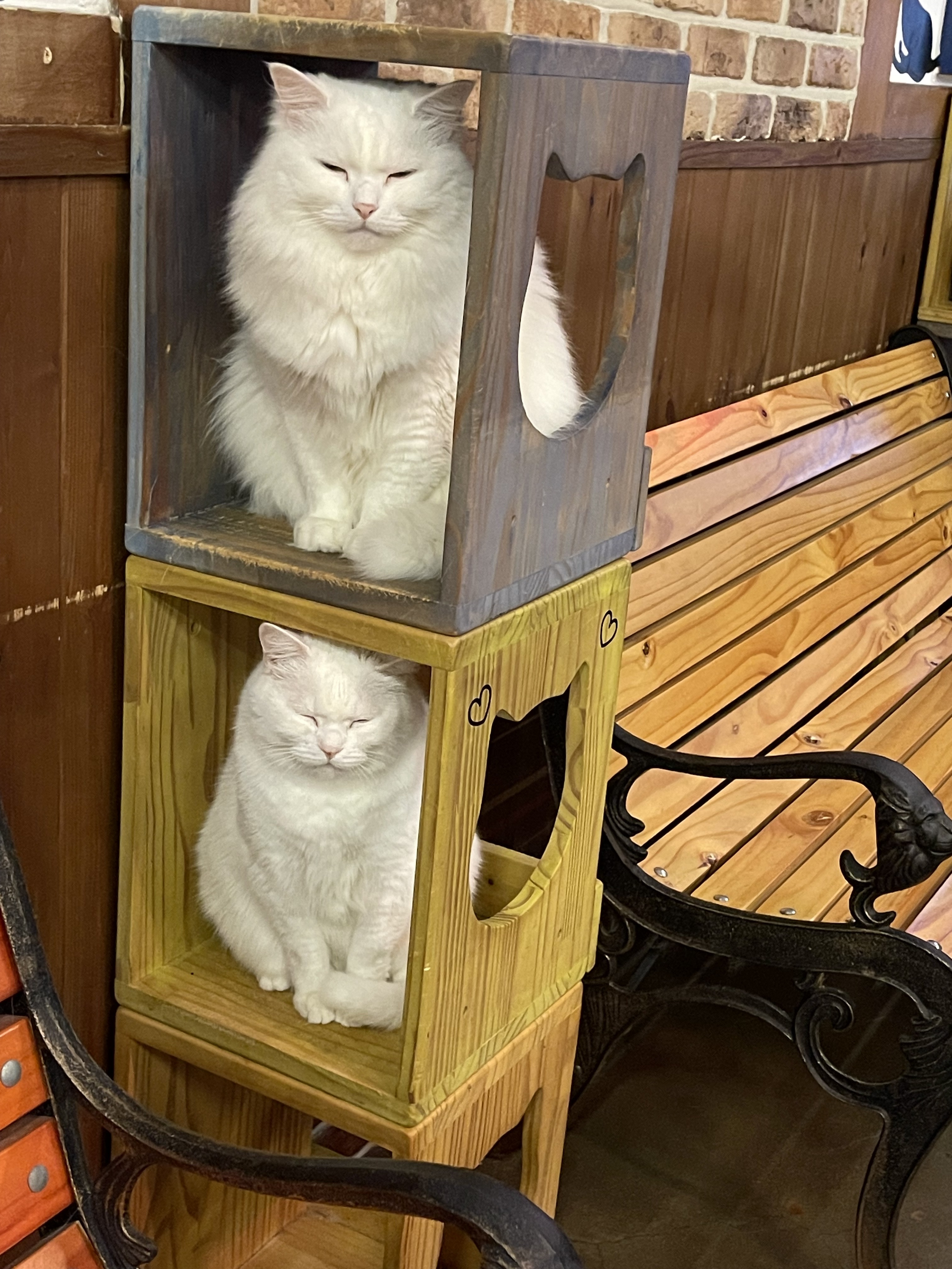 냥이시대 대표 이미지