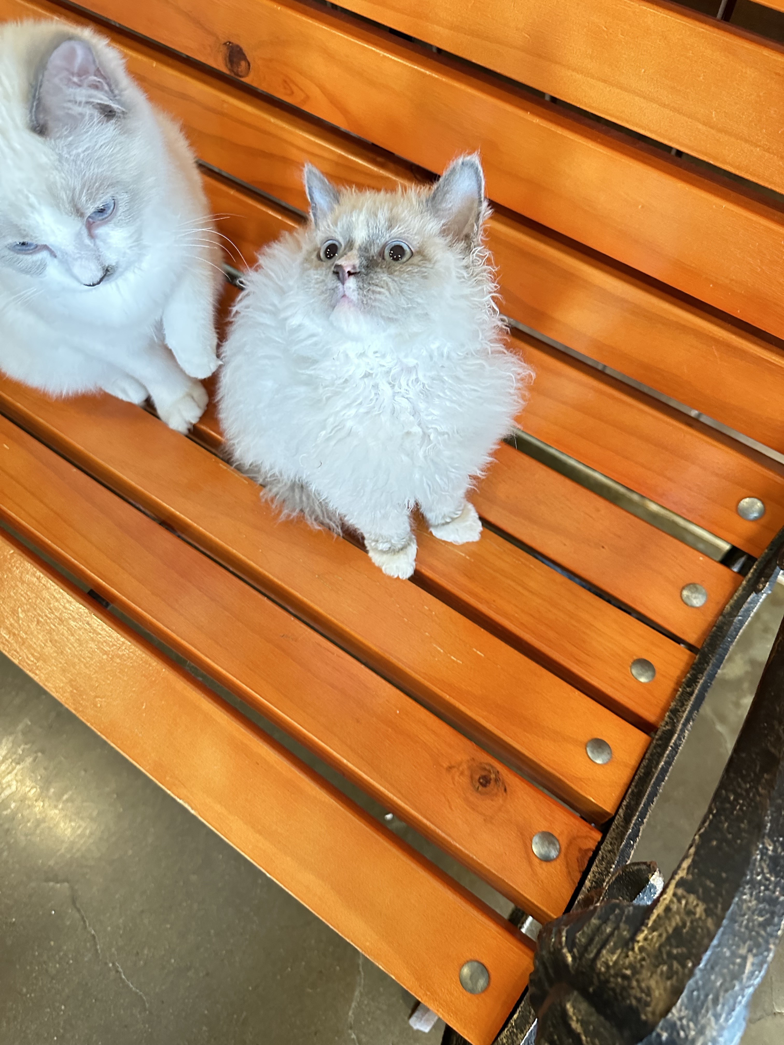 냥이시대 대표 이미지