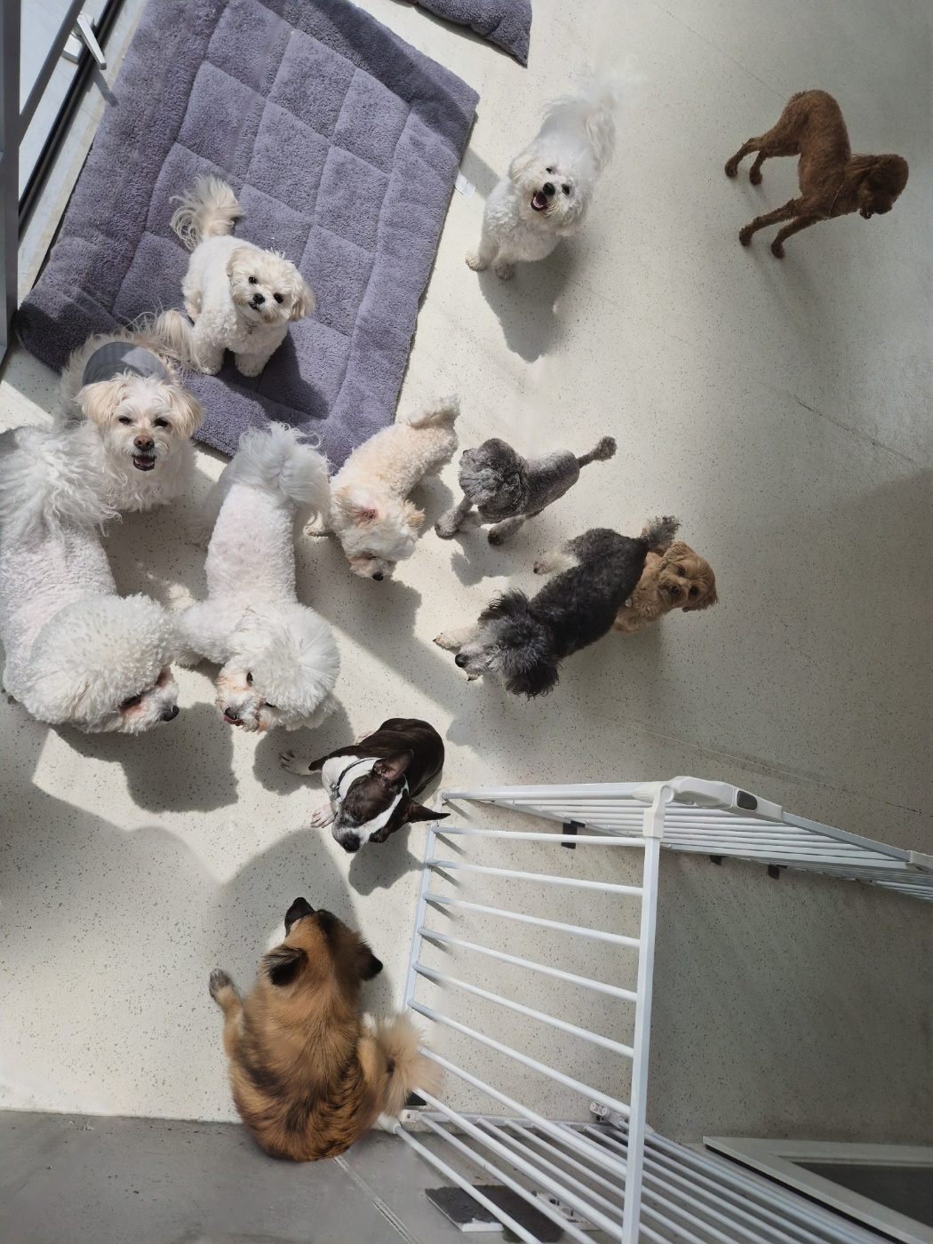 멍집사 대표 이미지