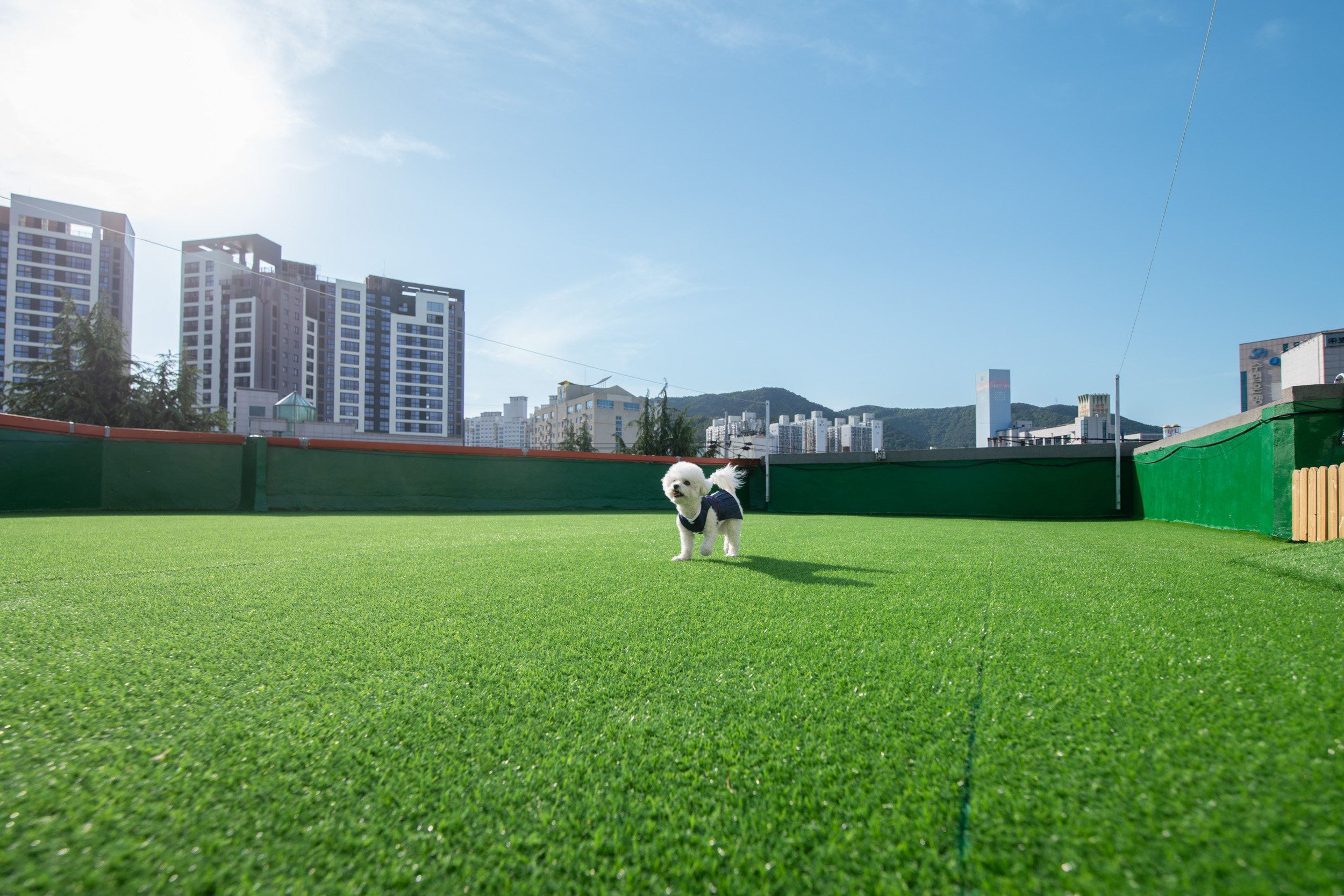 서당개 대표 이미지