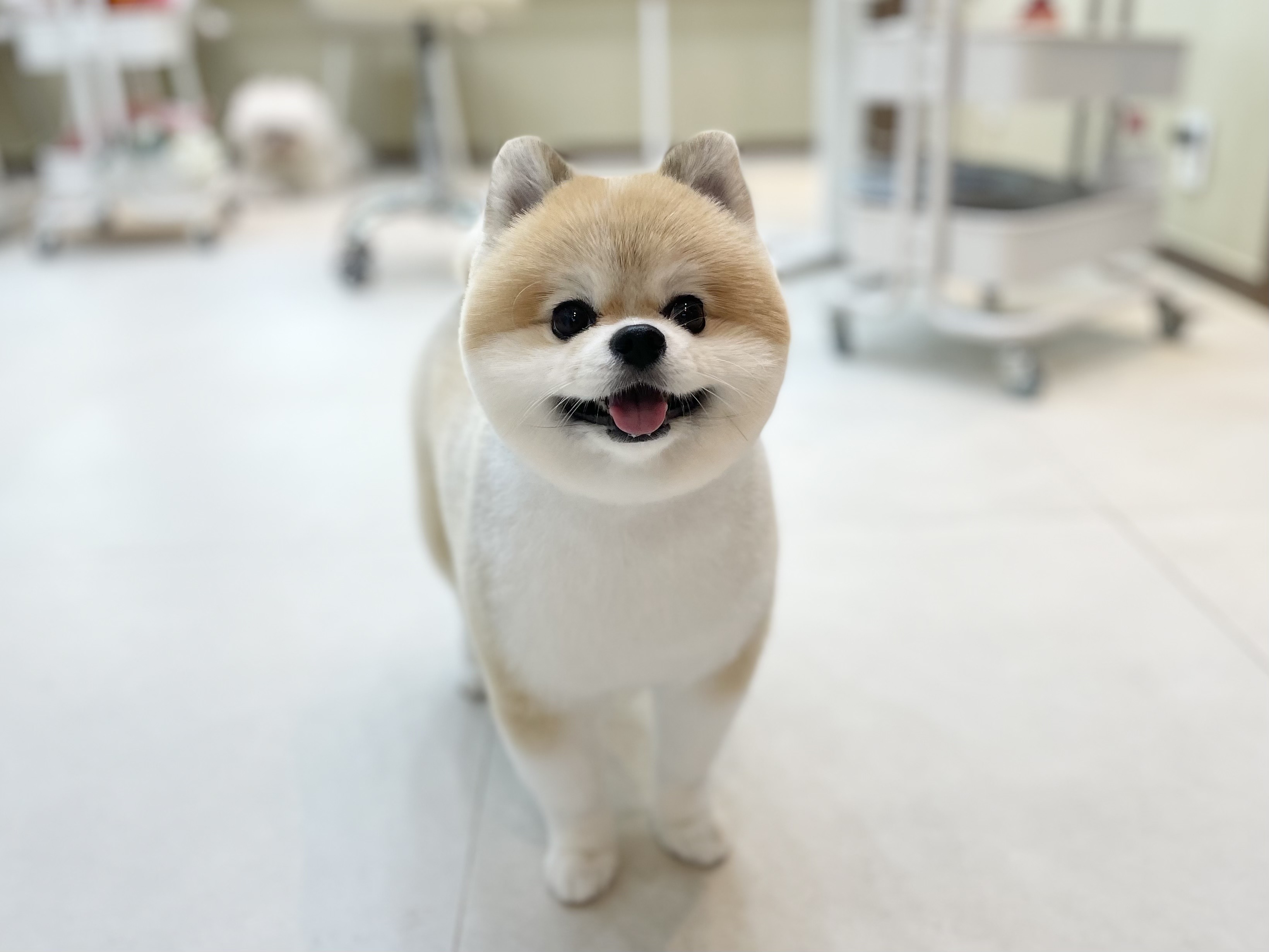 오송애견미용 도그지음