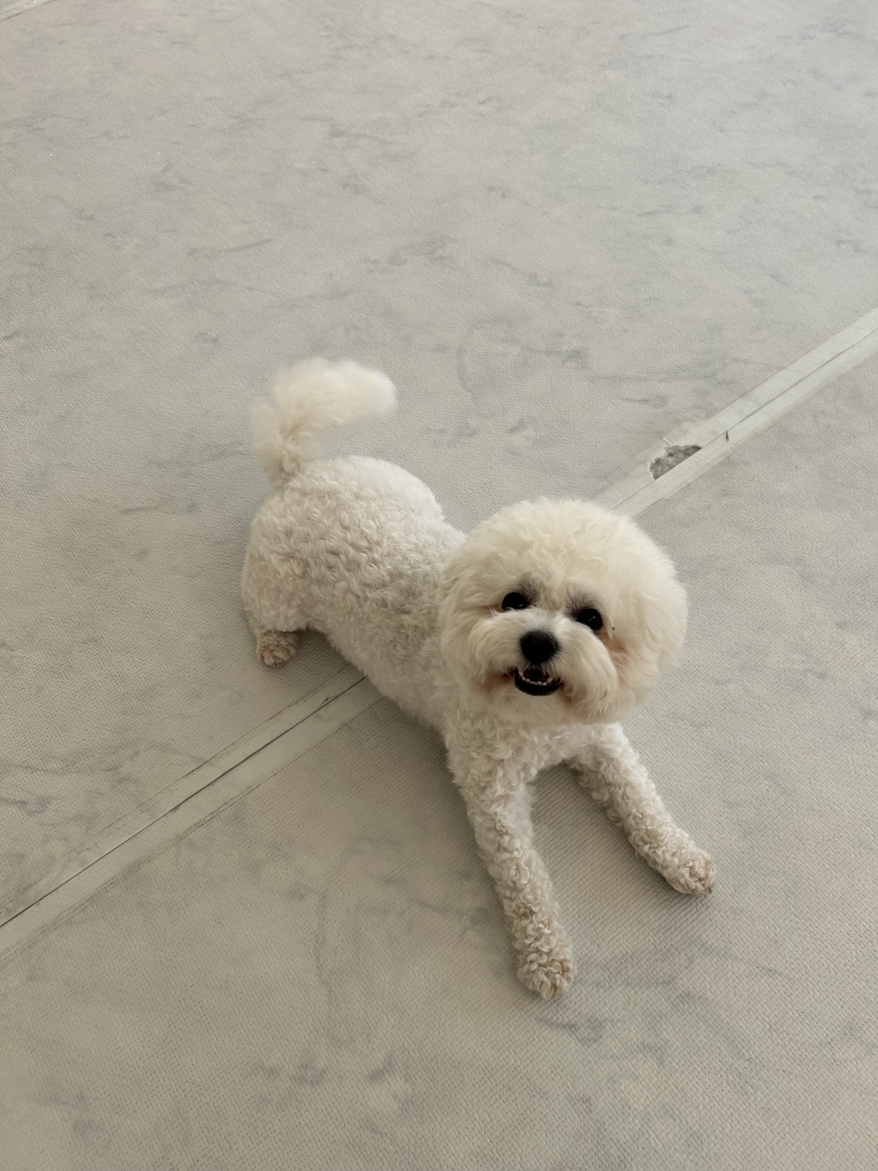 개르메스 애견유치원 대표 이미지