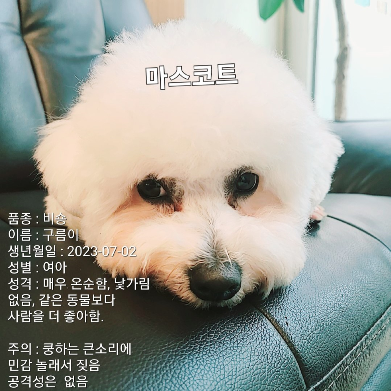 헤어블라썸
