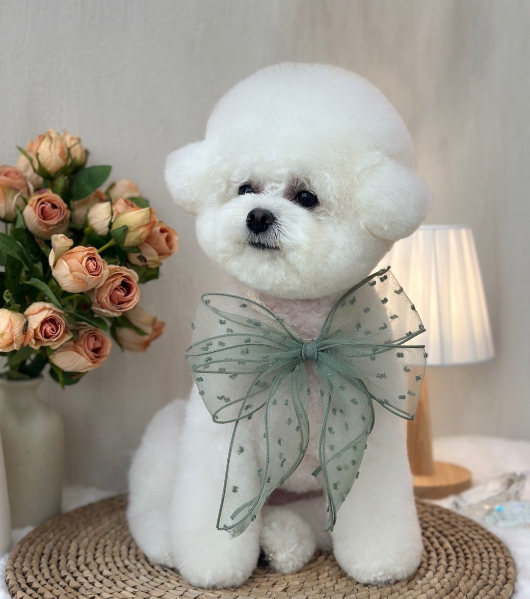 도도버드 대표 이미지
