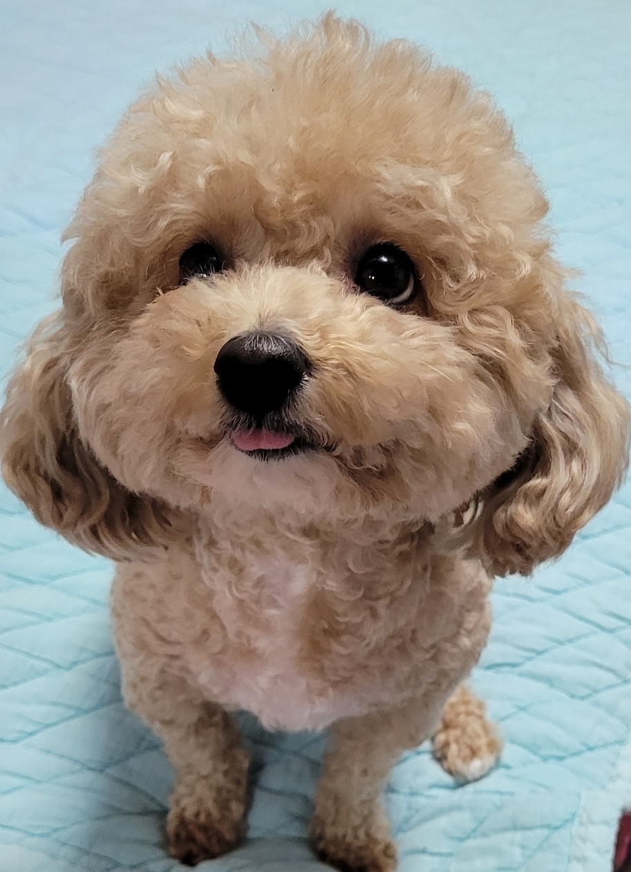 뽀송뽀송 애견미용목욕 / 애견호텔 애견놀이방 대표 이미지