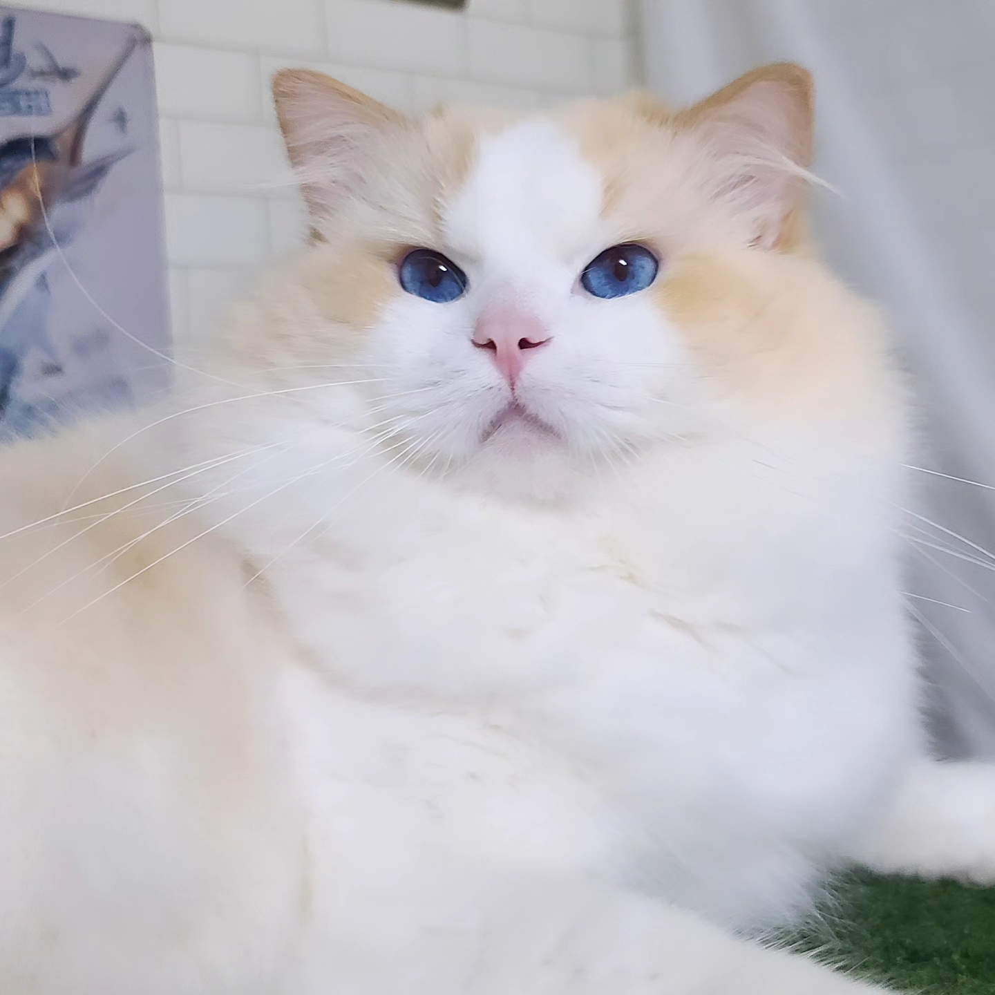 매료돌스