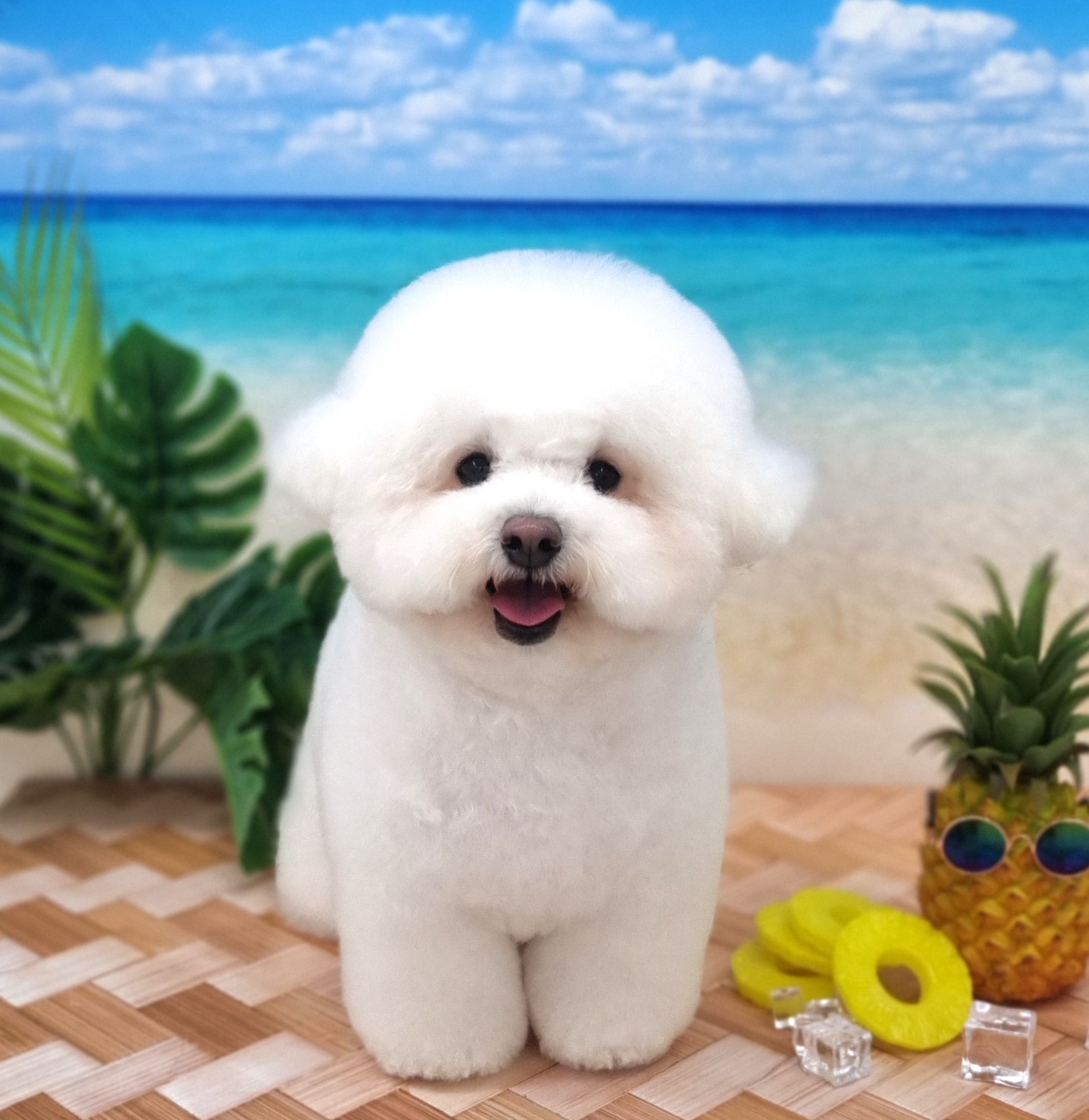 하이테디
