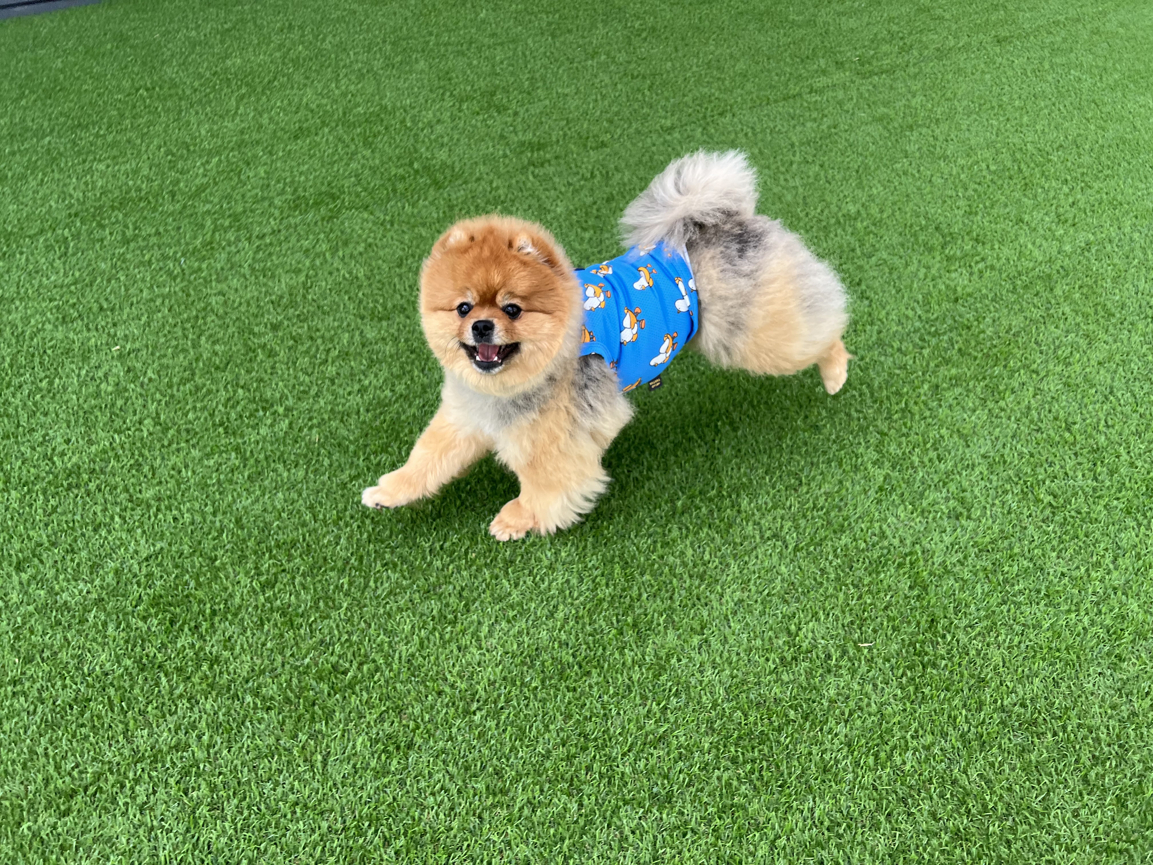 와이즈독 아카데미 대표 이미지