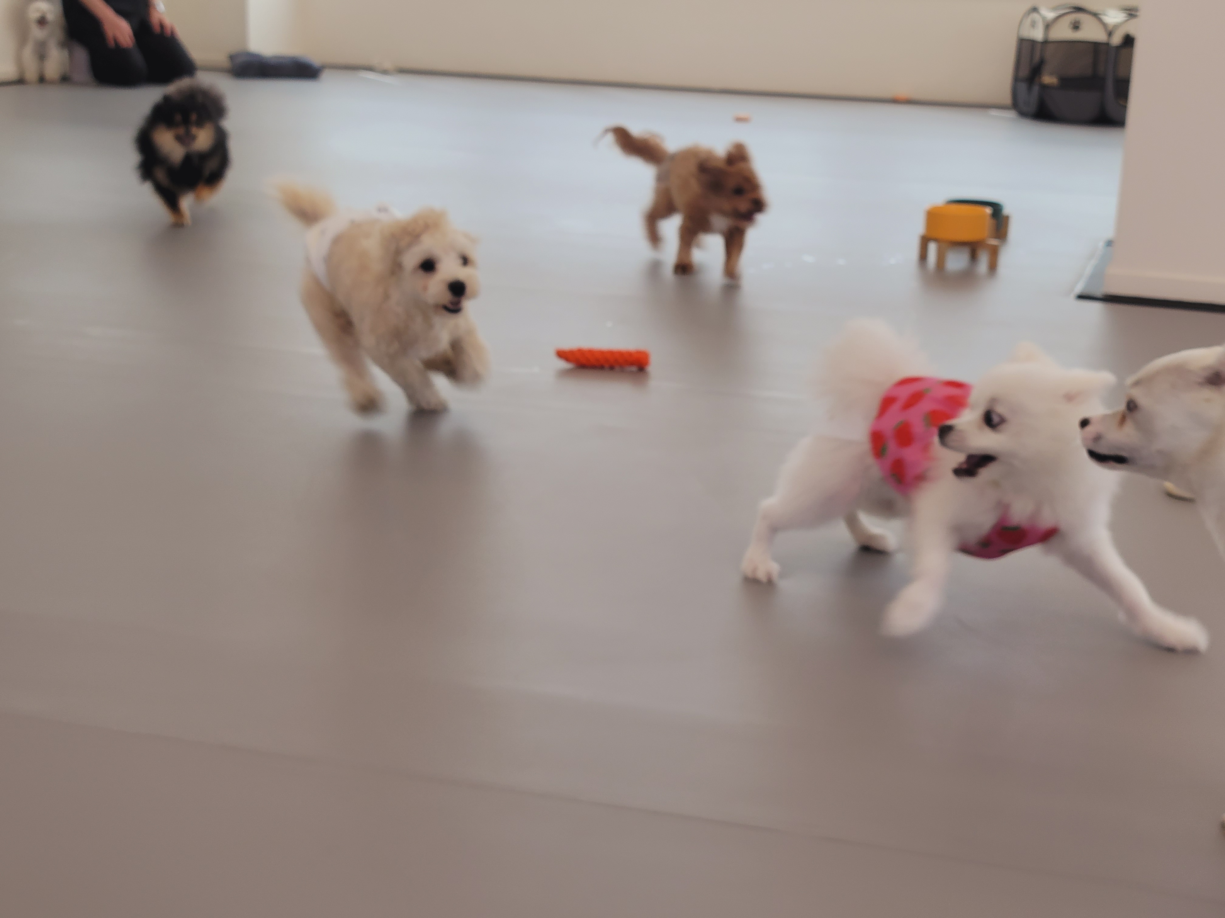 독스포드 대표 이미지