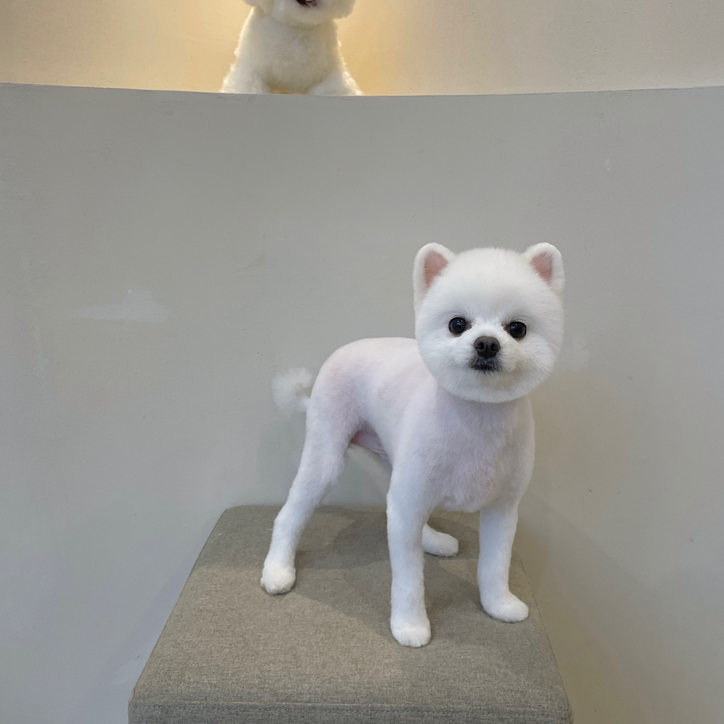 그루머연