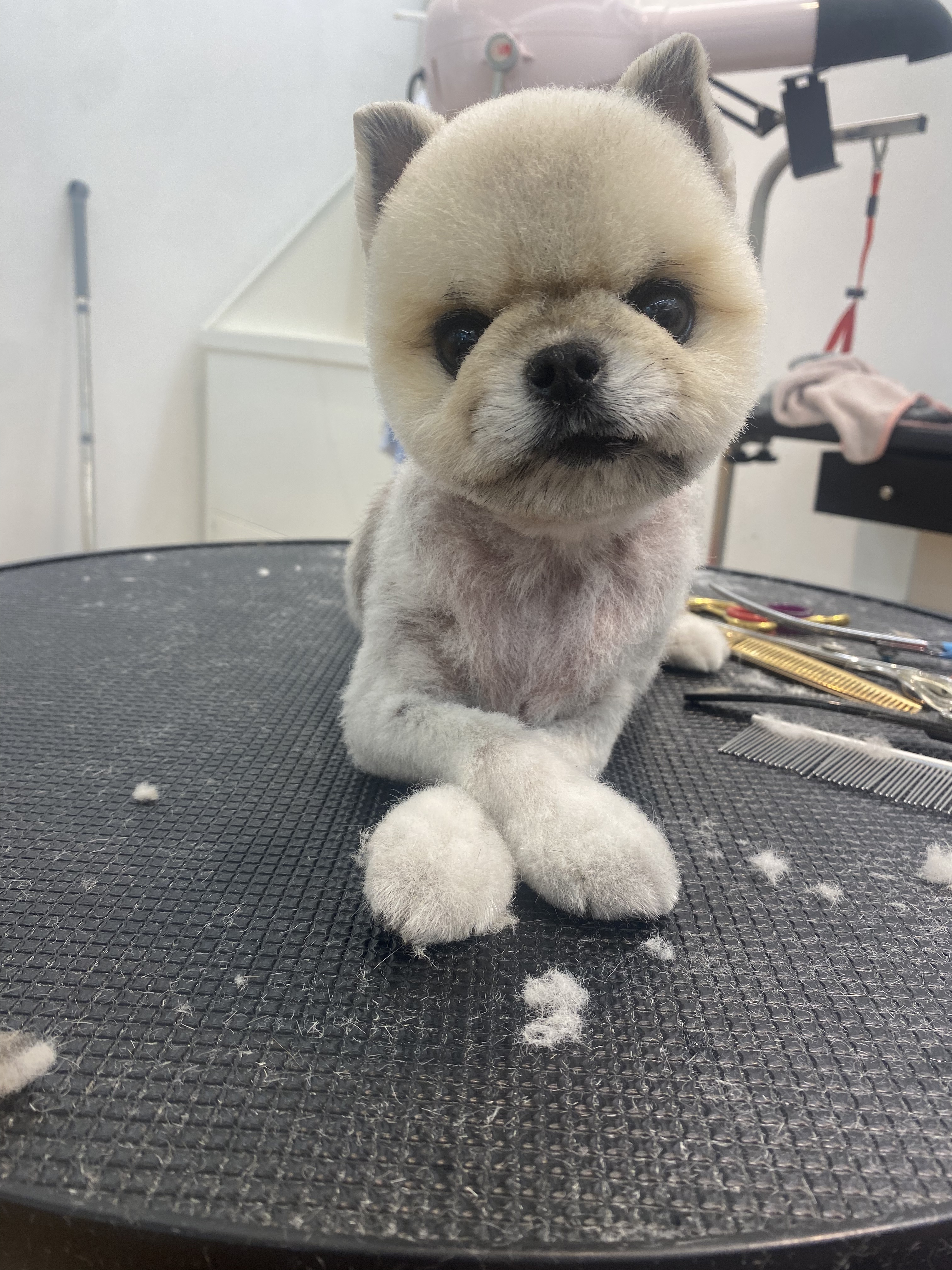 강아지이발소 대표 이미지