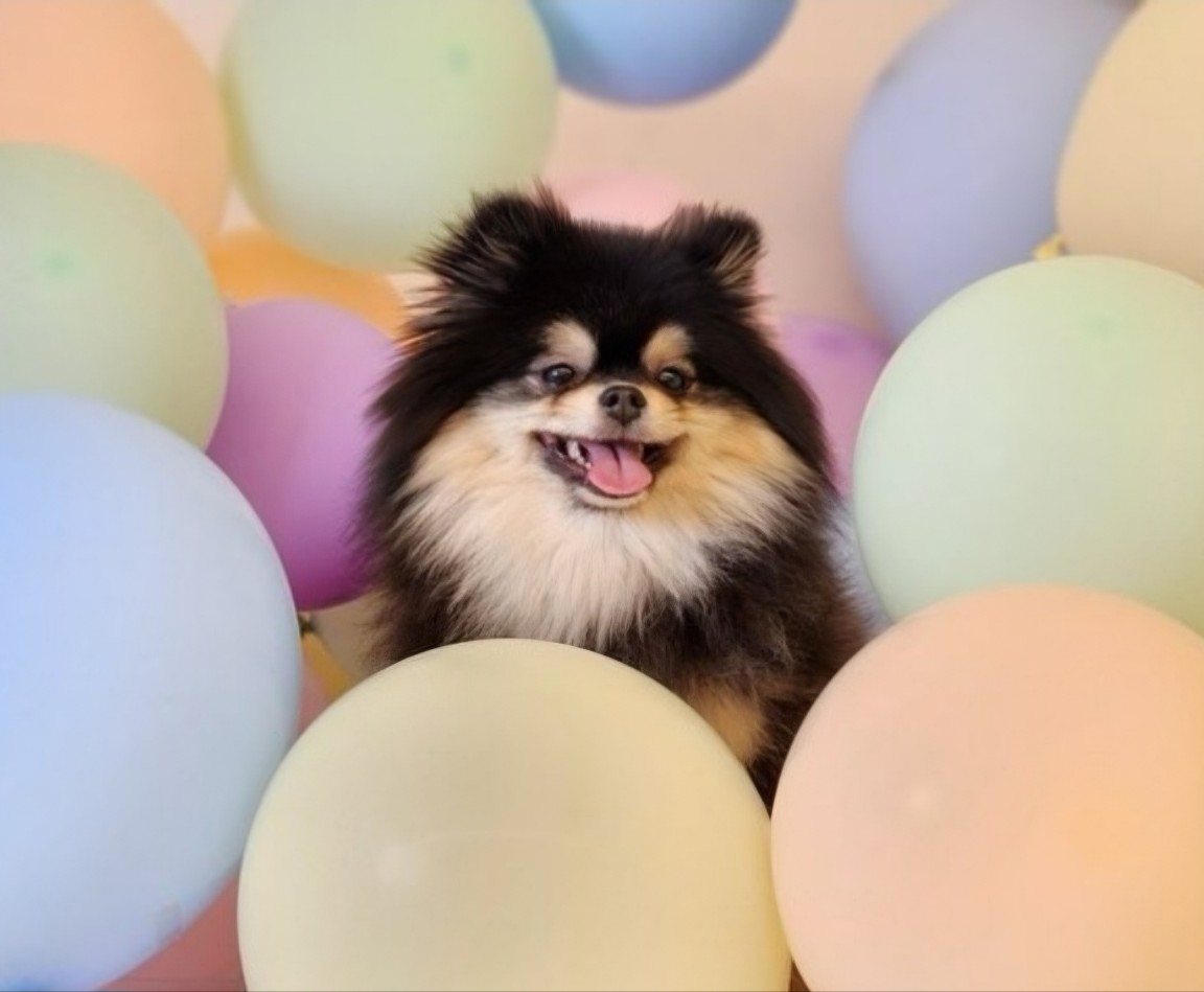 디어코코 강아지유치원 대표 이미지