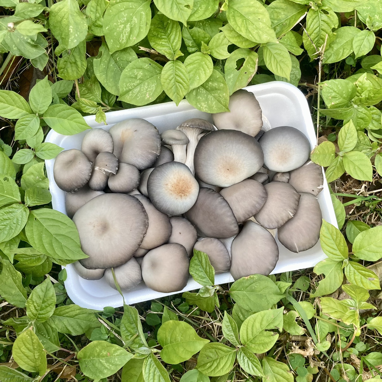 두레농산