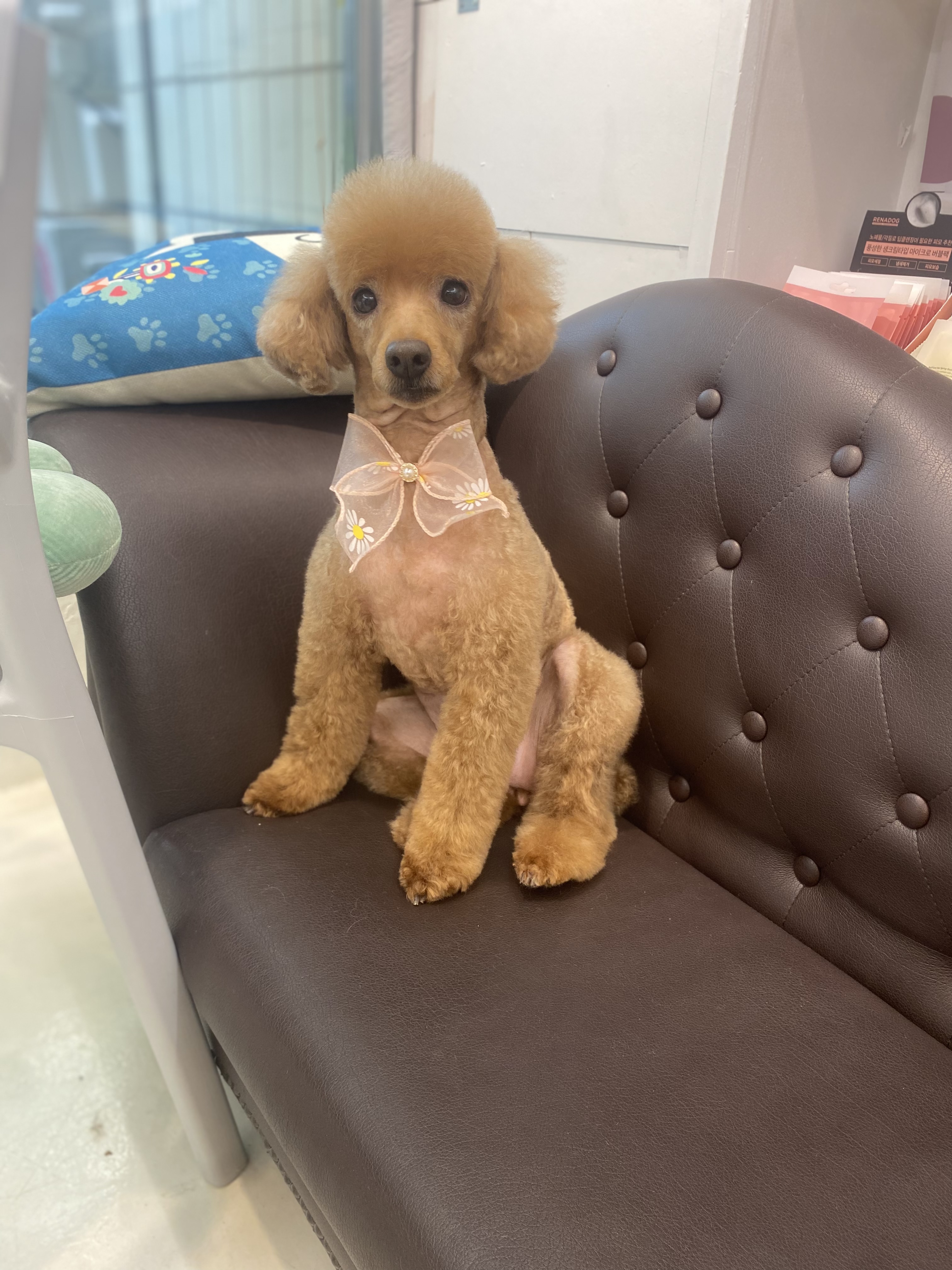 강아지이발소 대표 이미지