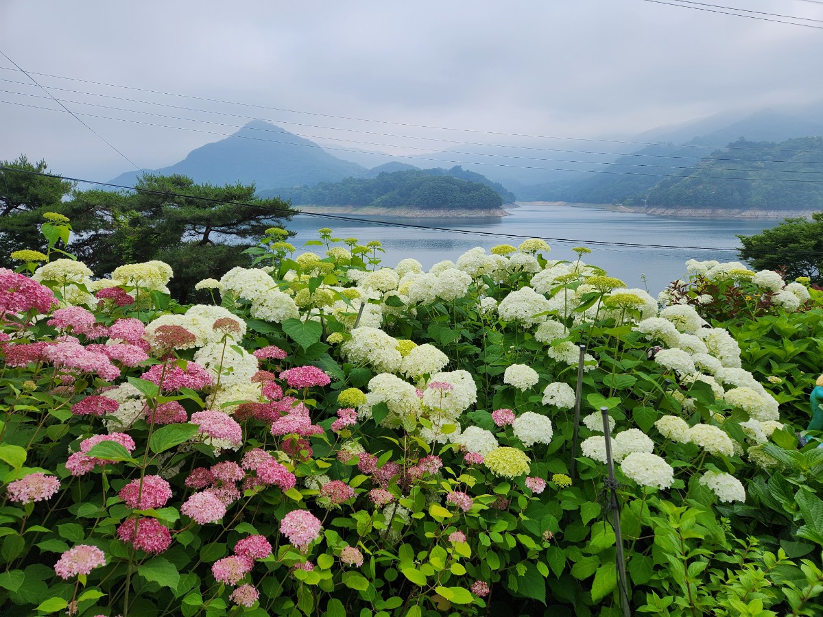 수국여울