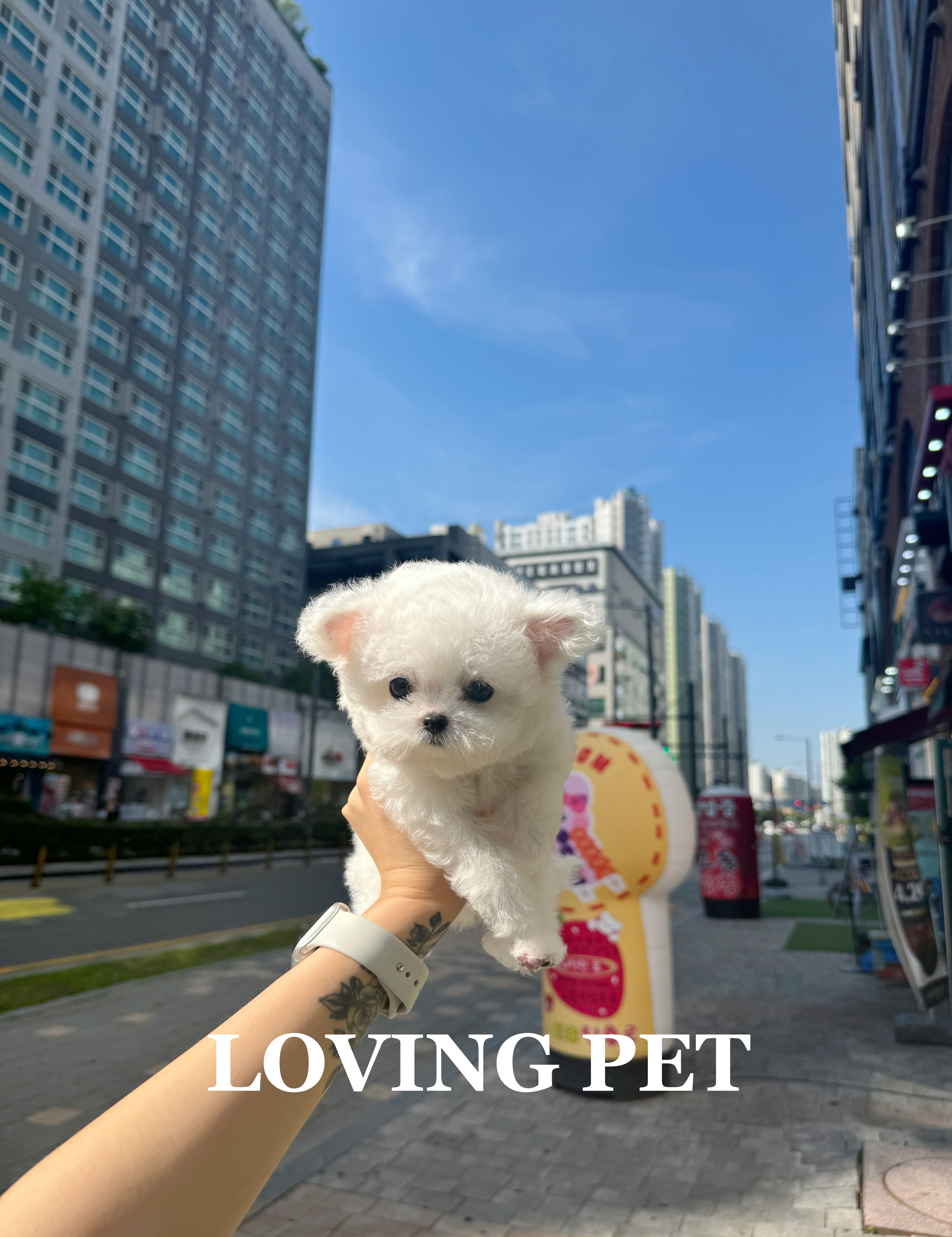 러빙펫 강아지분양 시흥배곧본점