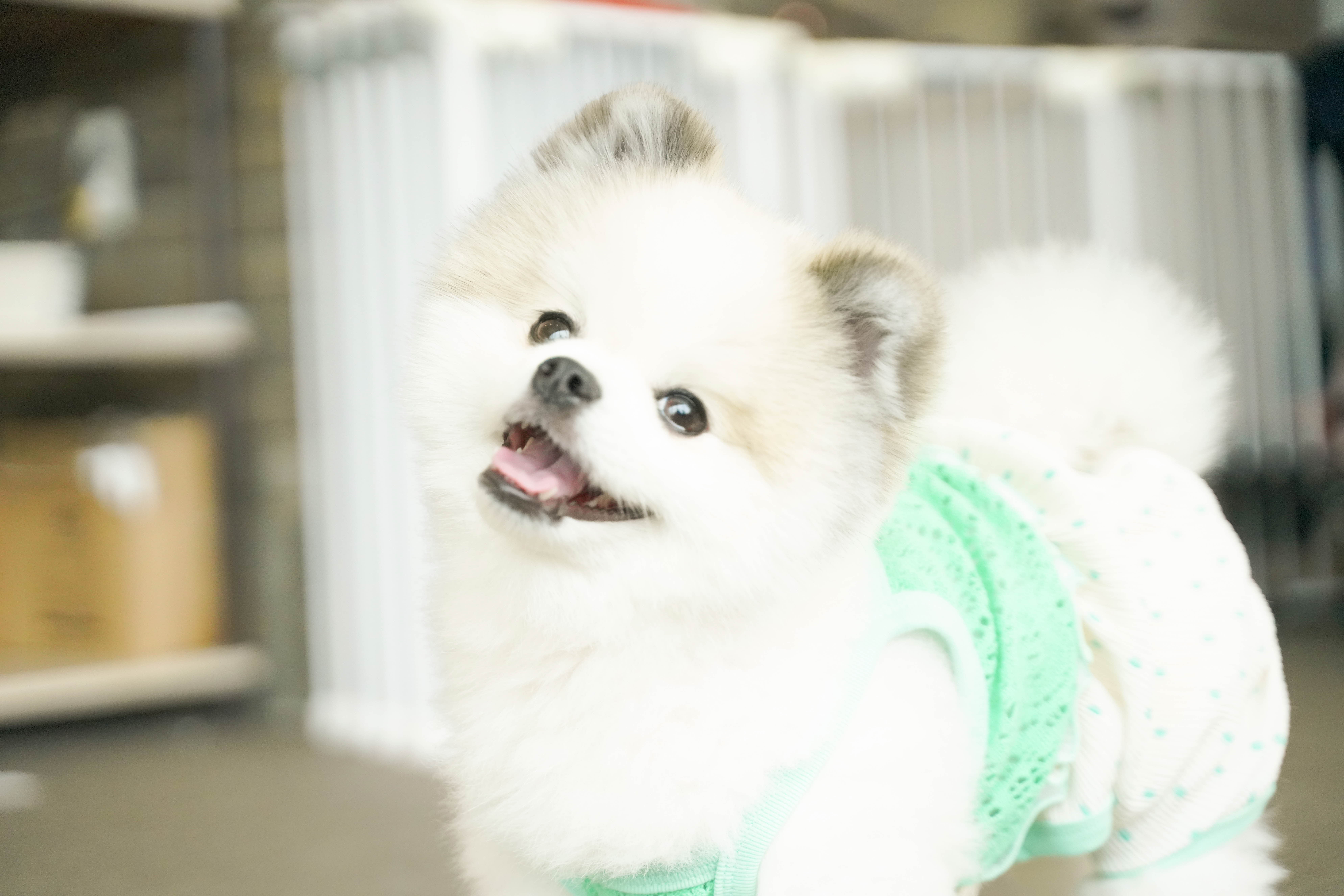 메종드로이 반려동물 동반 애견카페