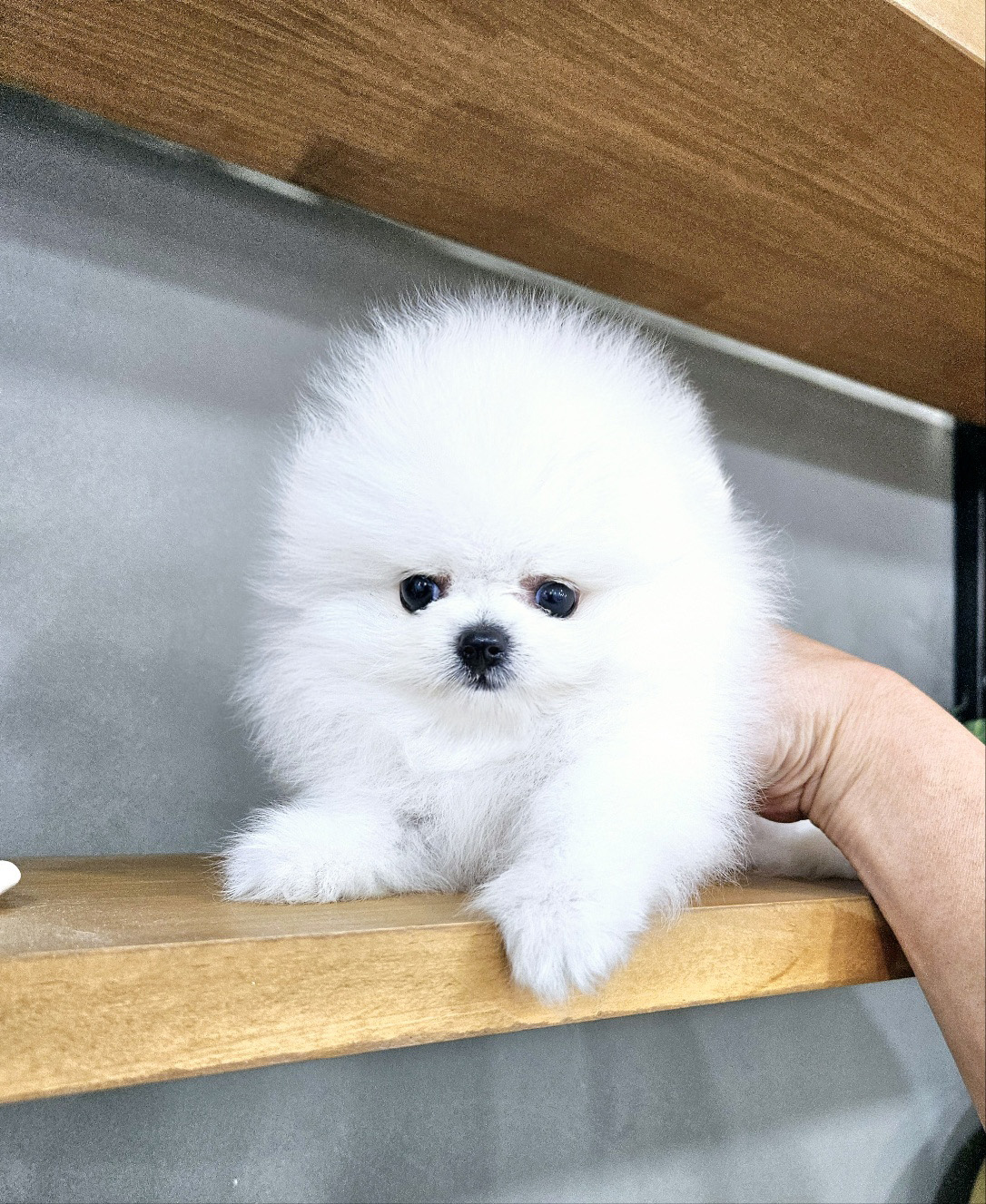 강아지분양 애견입양 아이러브독 인천점