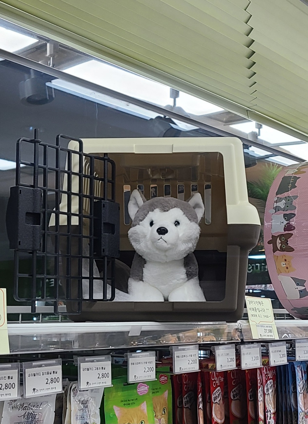 강아지 고양이 편의점 분당서현점