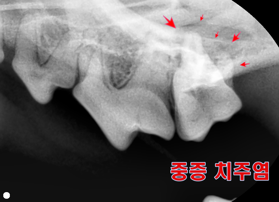 장승준동물치과병원 대표 이미지