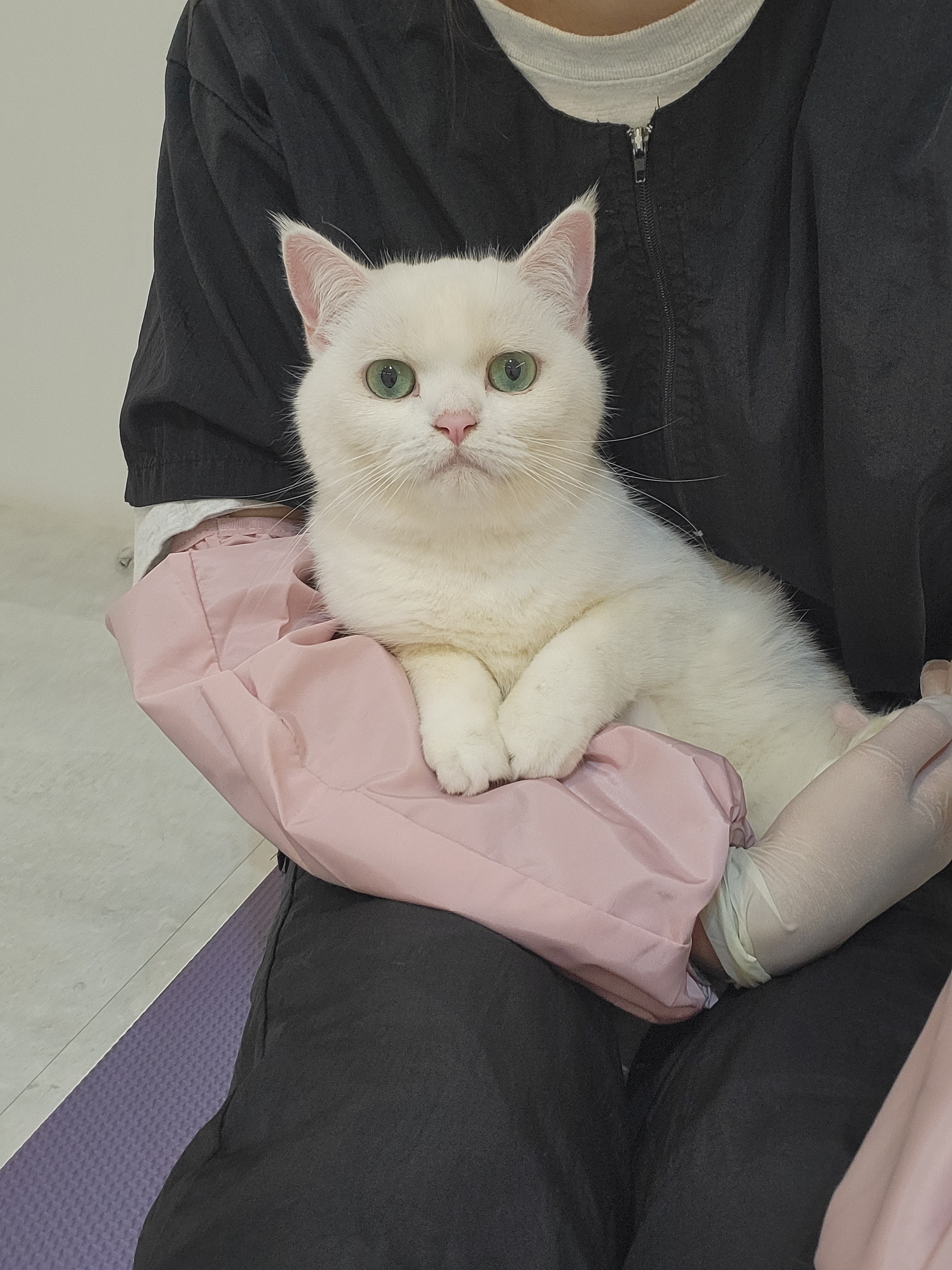 꽃냥 고양이미용실 대표 이미지