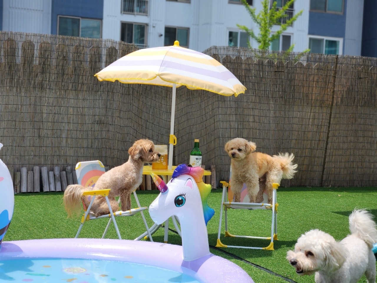 놀펫강아지유치원애견호텔서울애견유치원 성북본원 대표 이미지