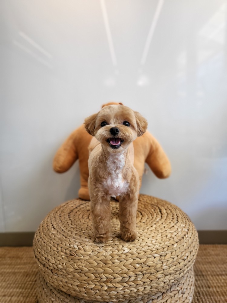 머멍스 대표 이미지