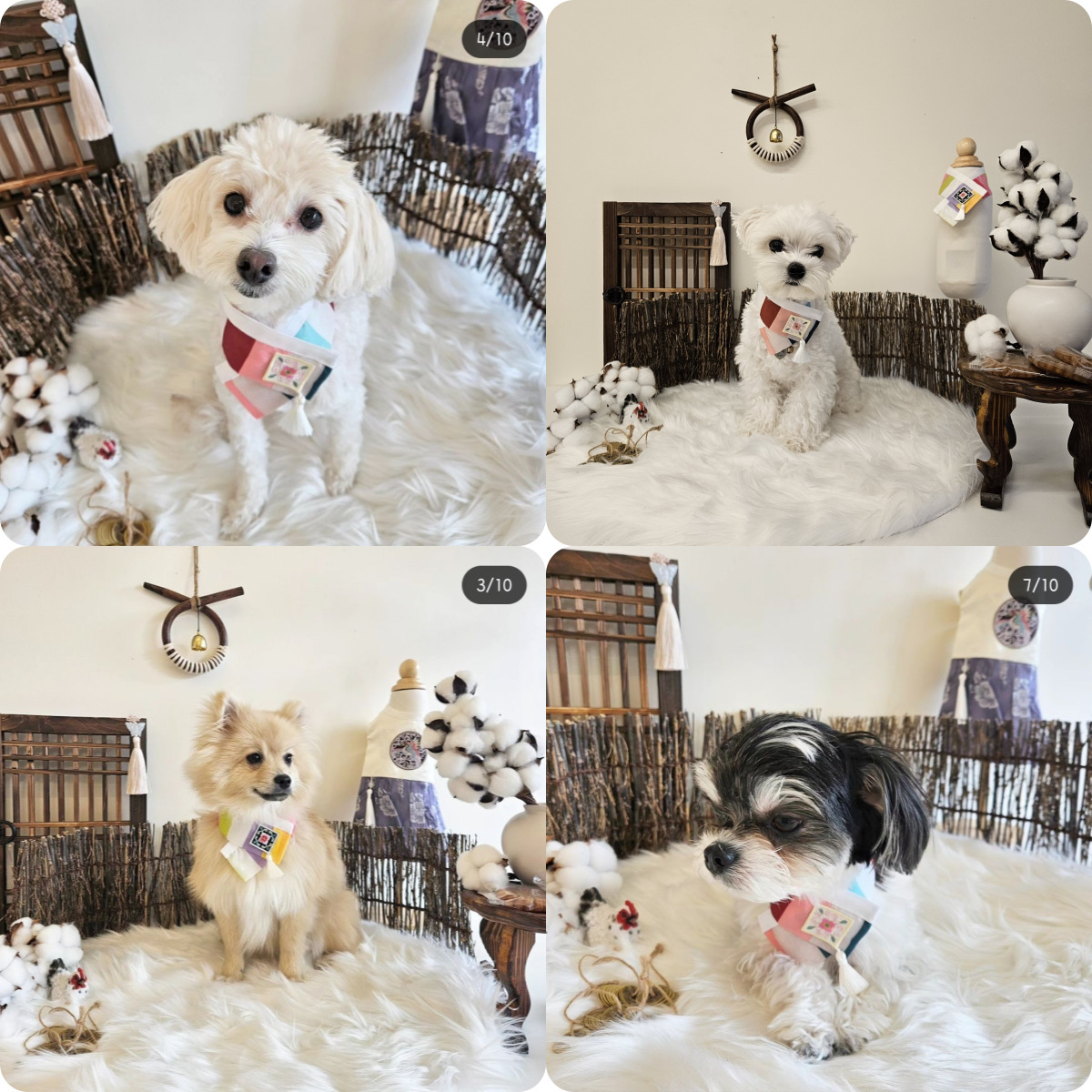 플라이투더뭉 애견유치원&애견호텔&애견미용&돌봄 대표 이미지