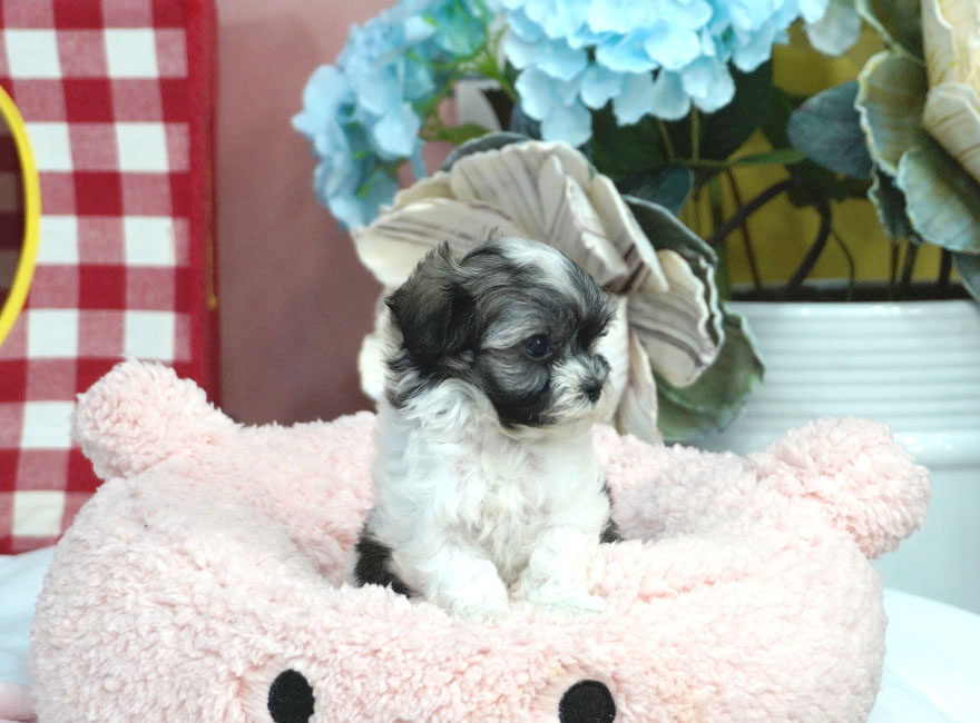 베스트펫 강아지고양이 부산본점
