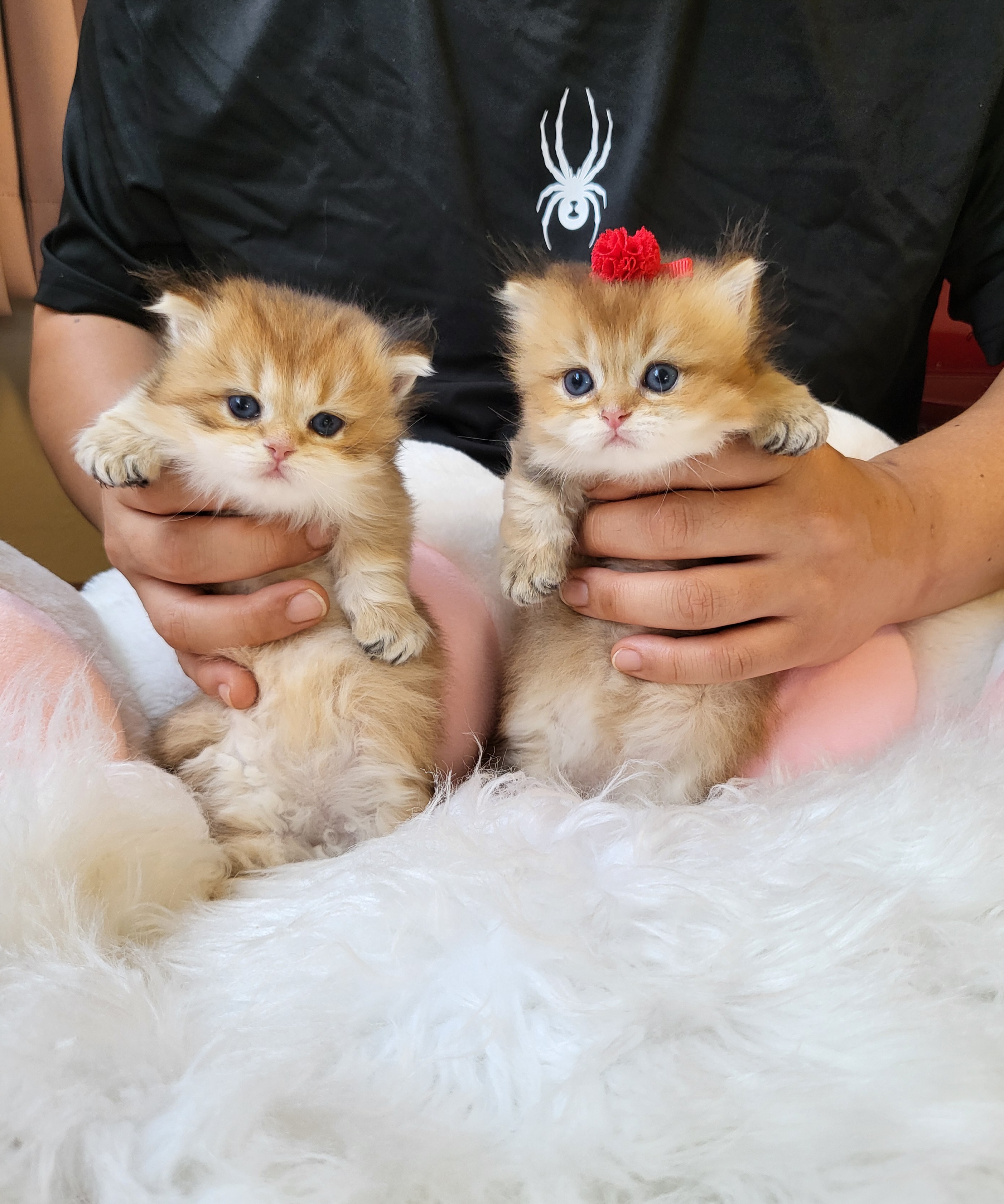 네코하우스