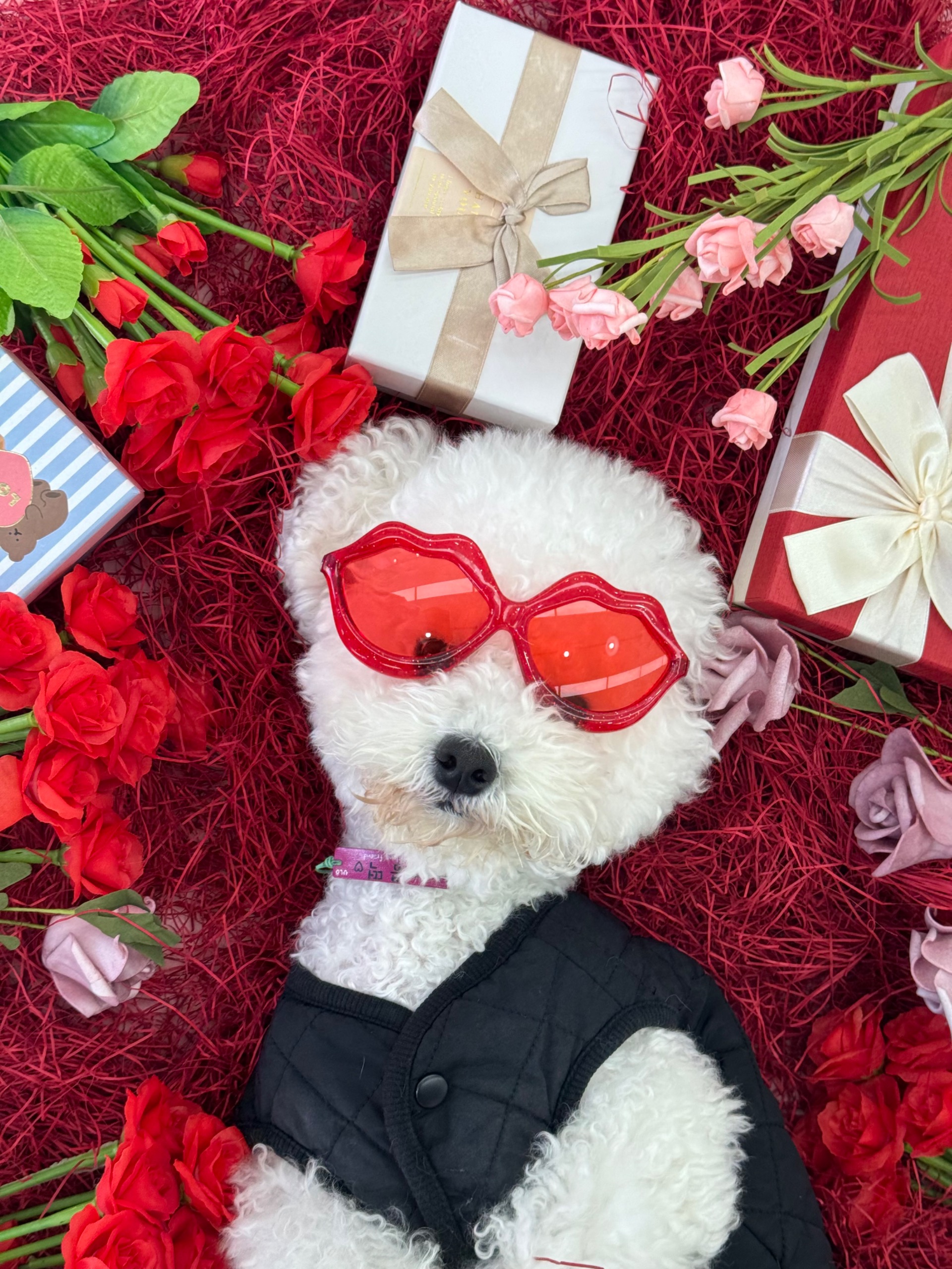 놀러오개 애견유치원 애견호텔 서대문점 대표 이미지