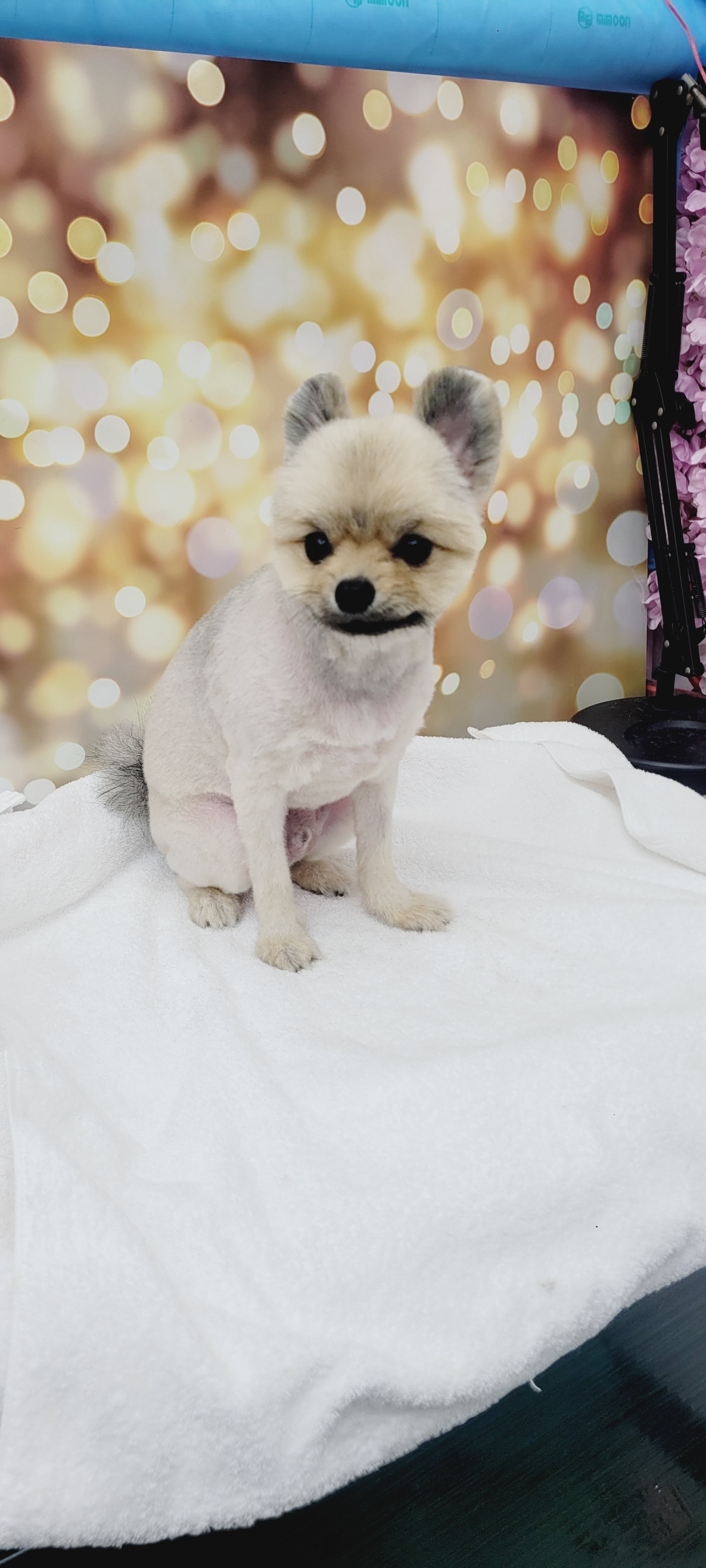 몽이슈 대표 이미지