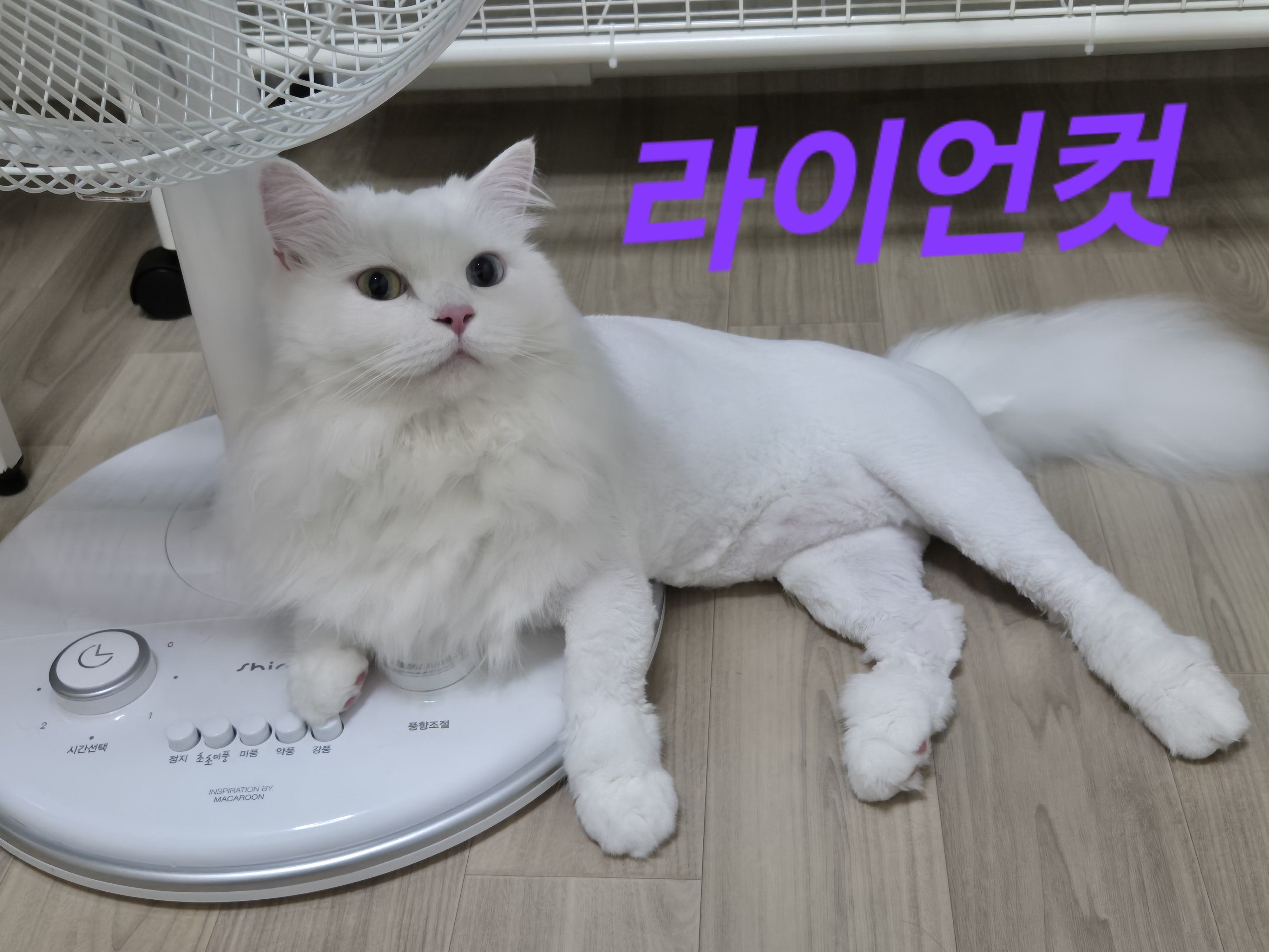 안녕사랑