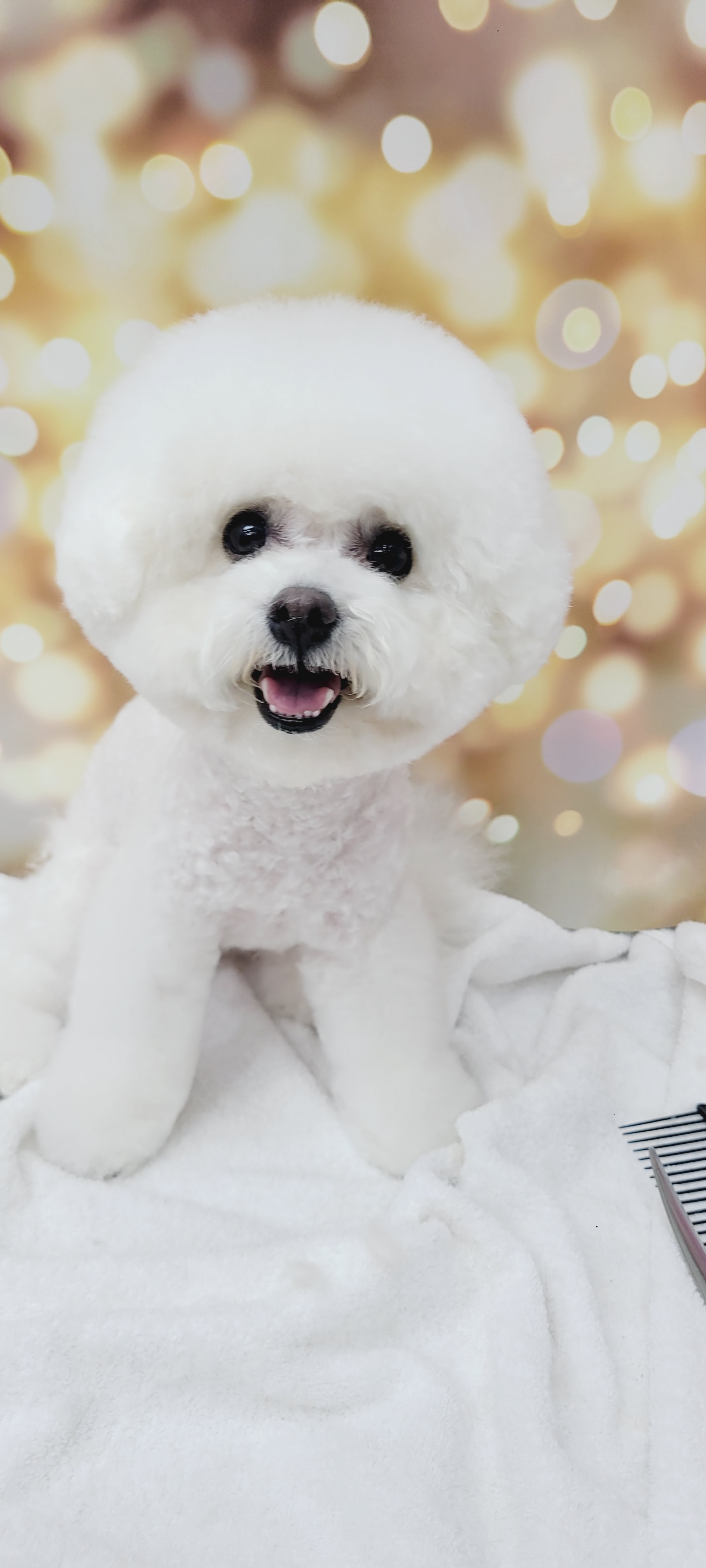 몽이슈 대표 이미지