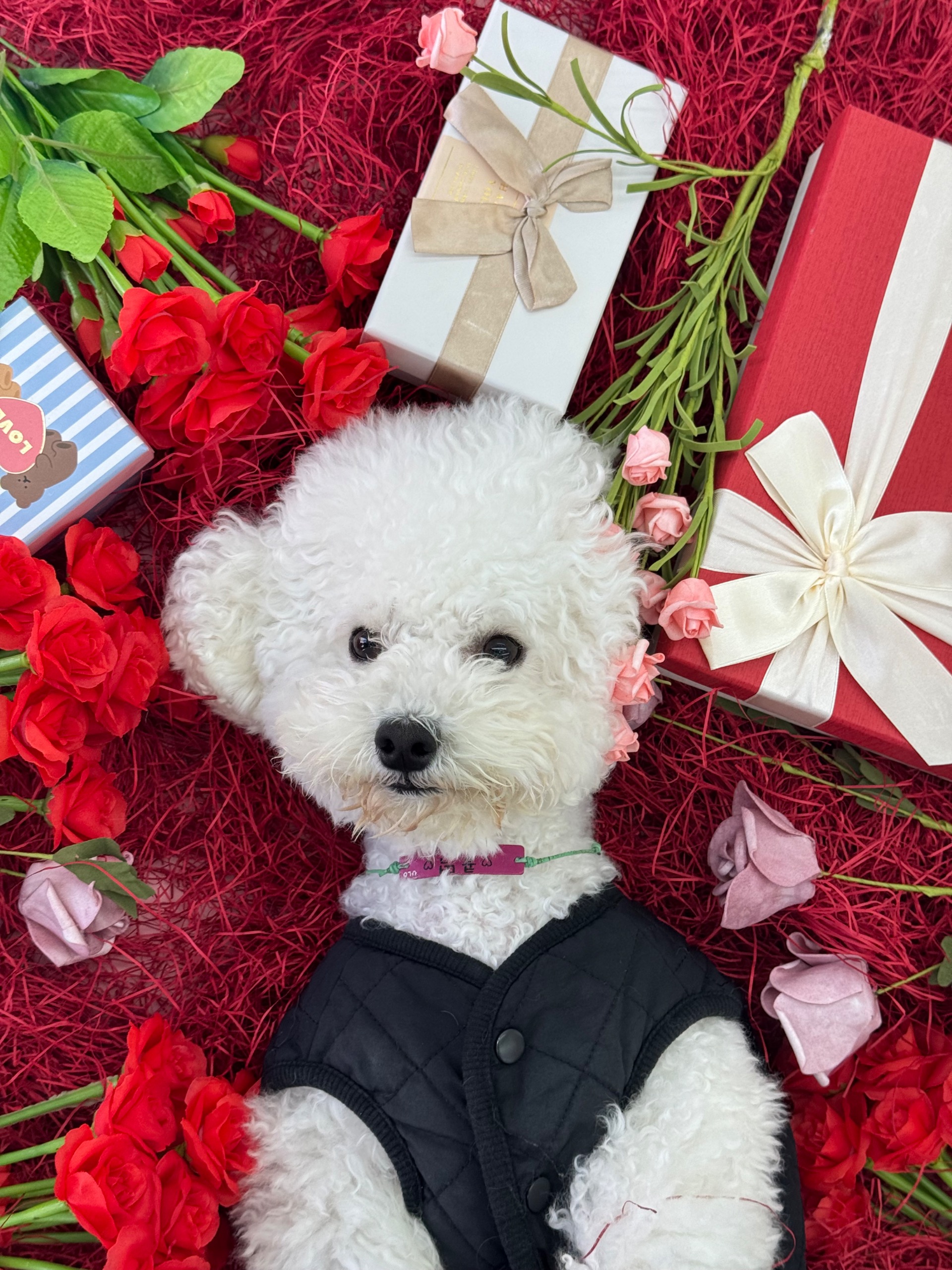 놀러오개 애견유치원 애견호텔 서대문점 대표 이미지