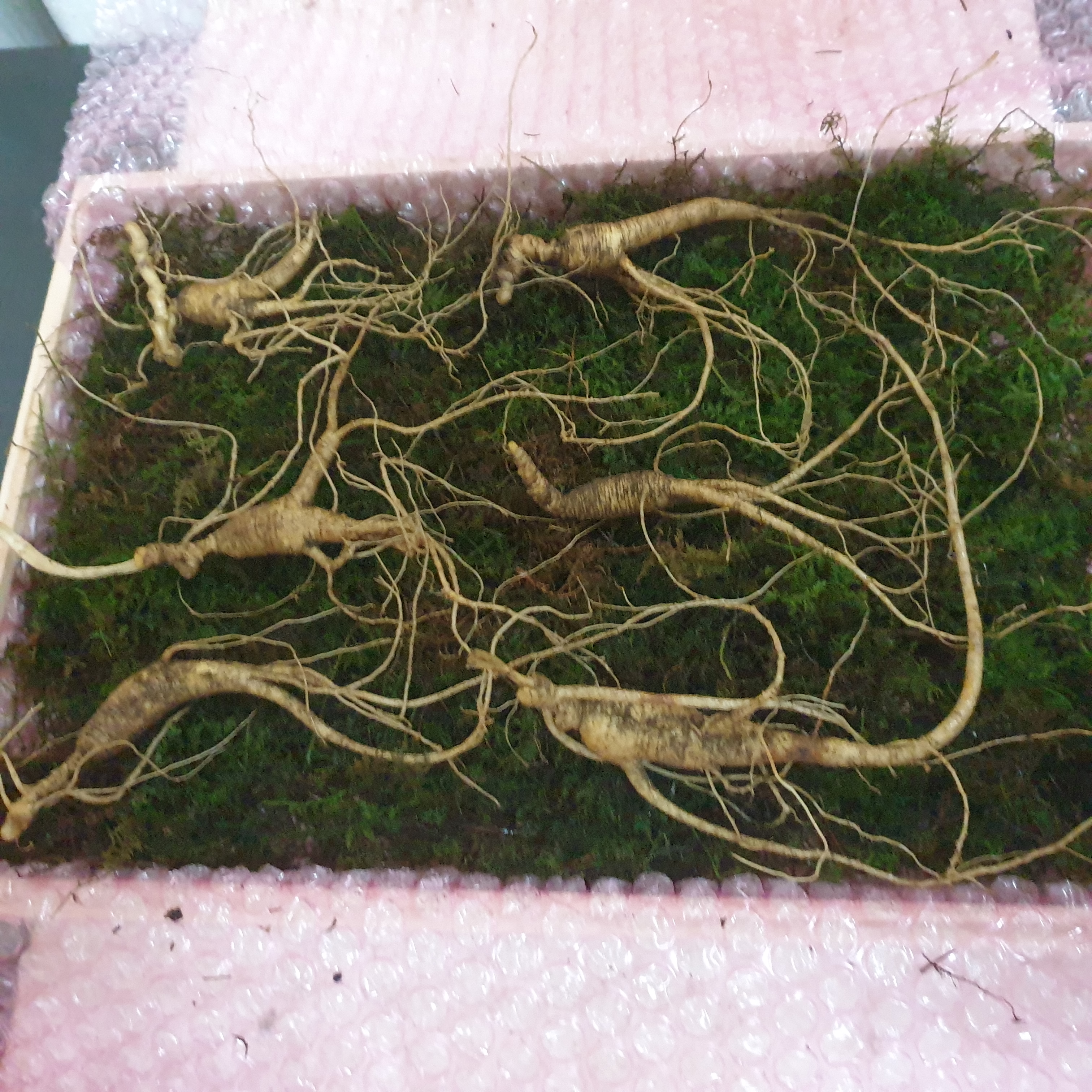 산삼전시장
