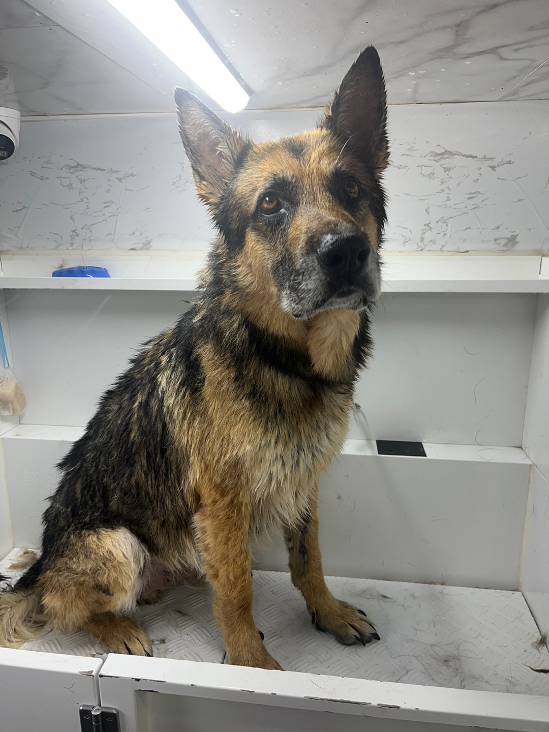 클린독 대표 이미지