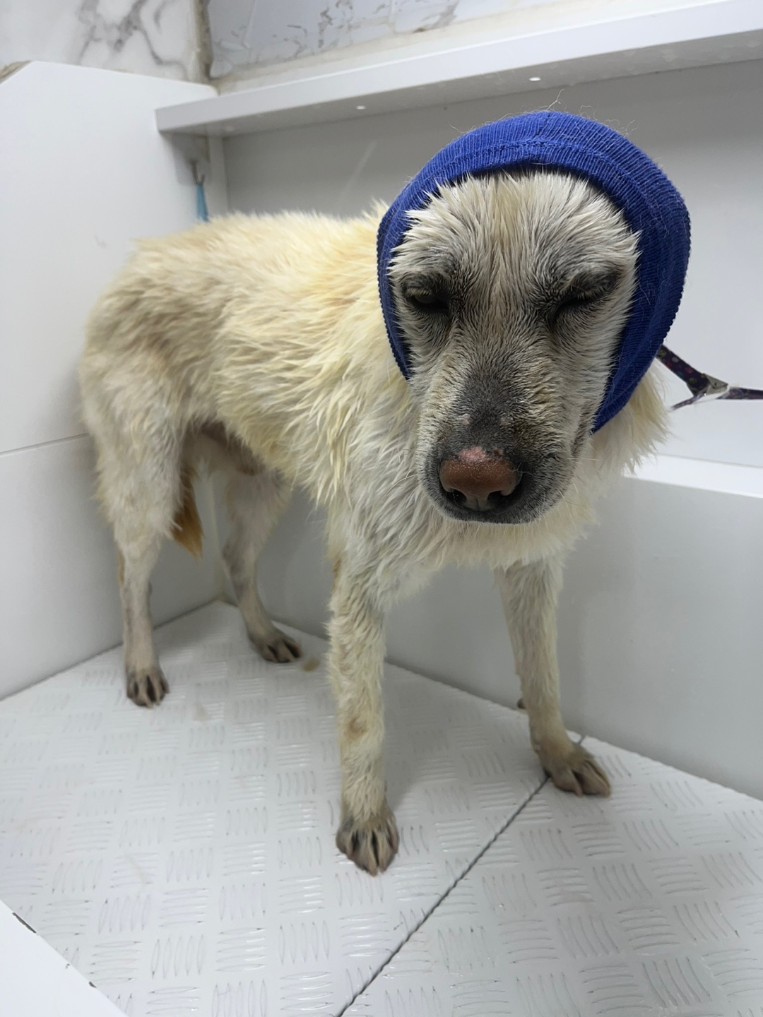 클린독 대표 이미지