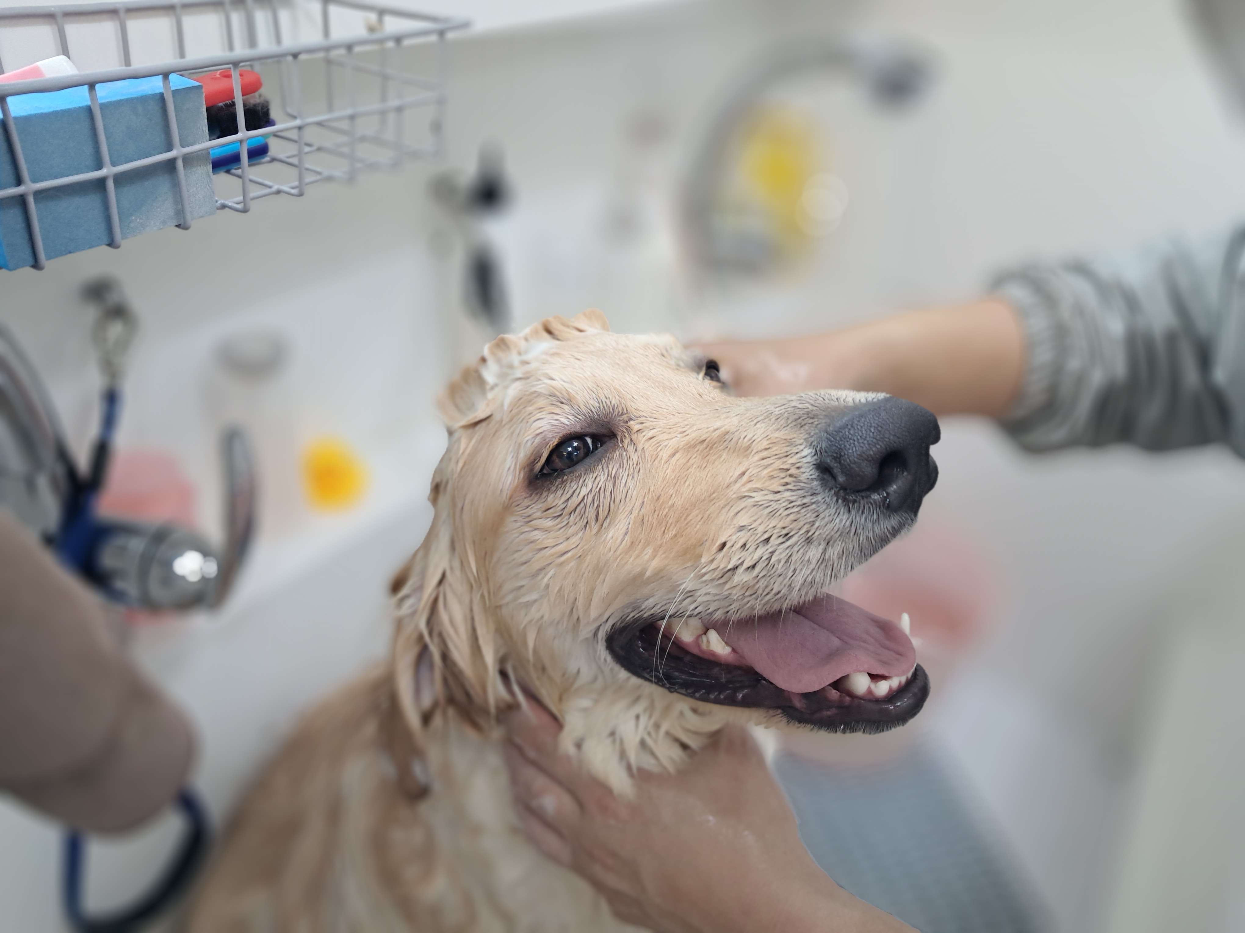 행복한개 대표 이미지