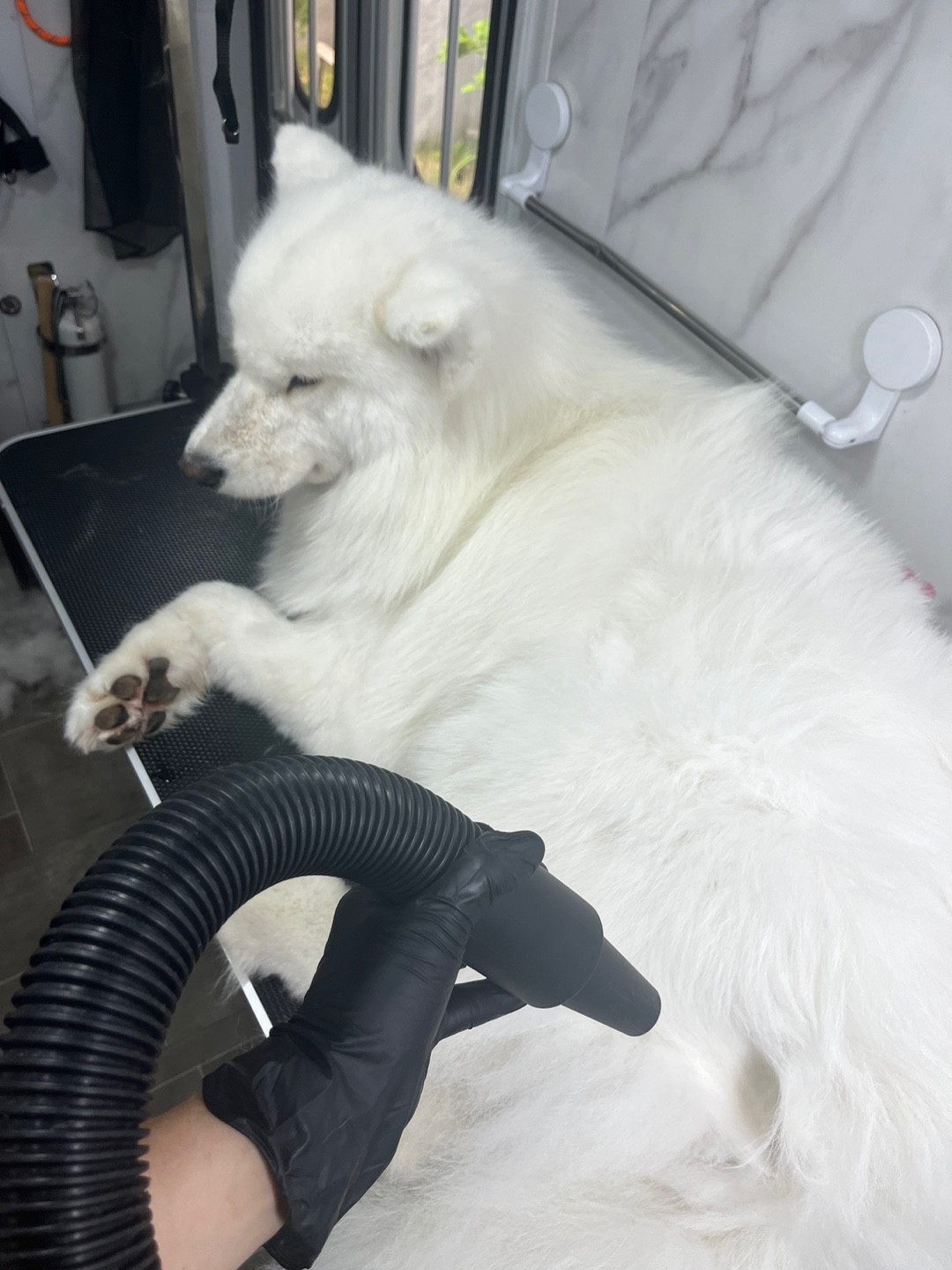 클린독 대표 이미지