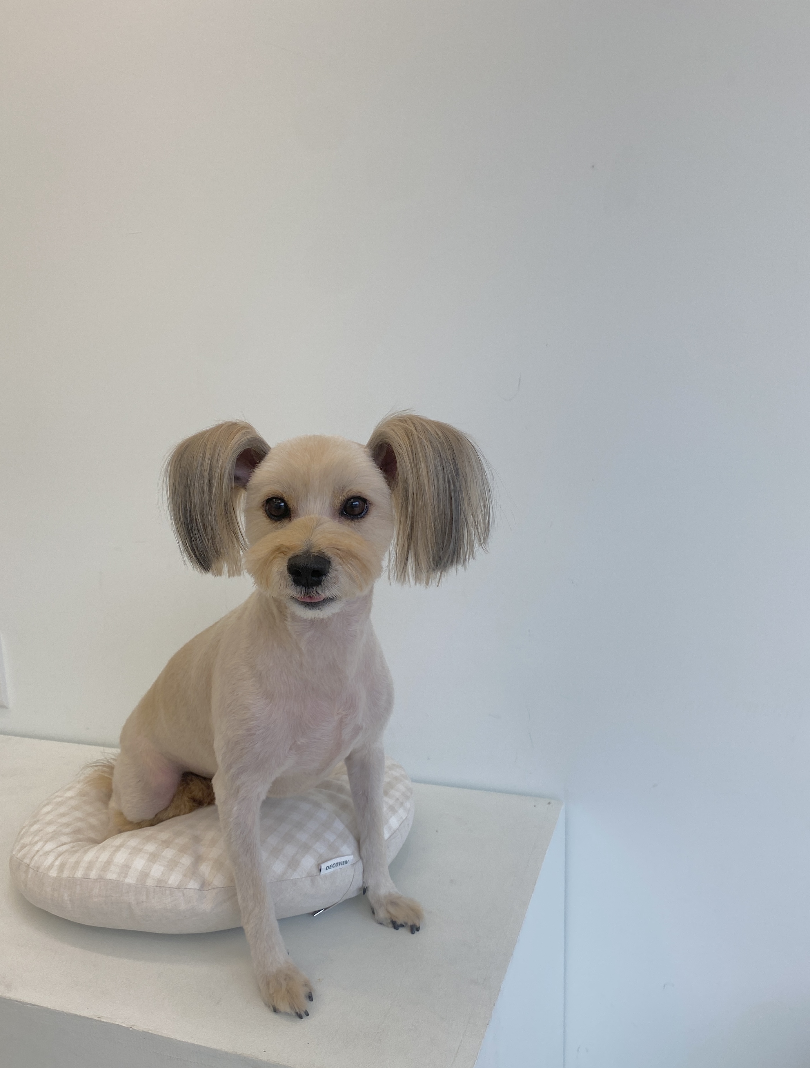 헬로우멍멍 대표 이미지