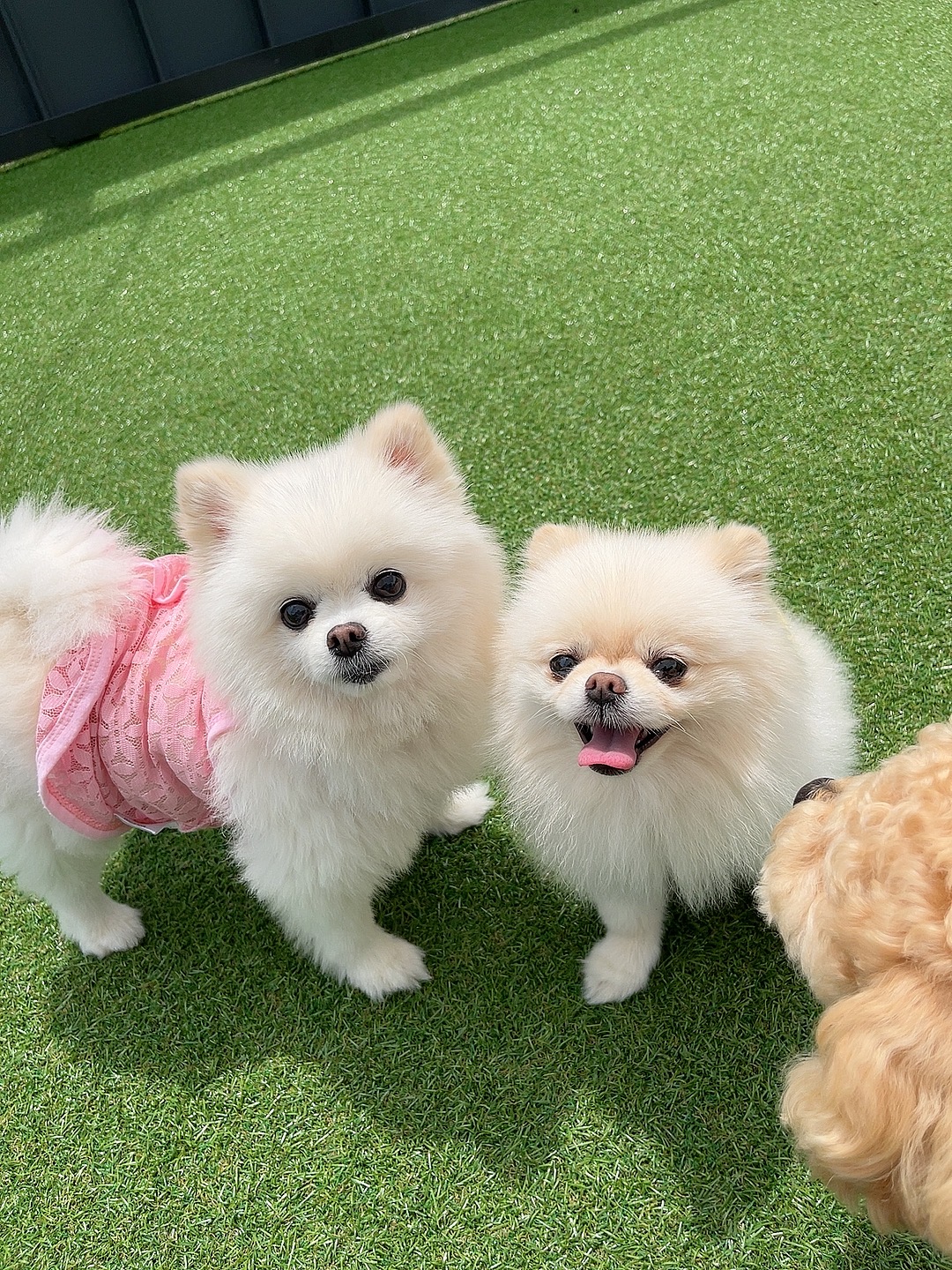 오모나 2