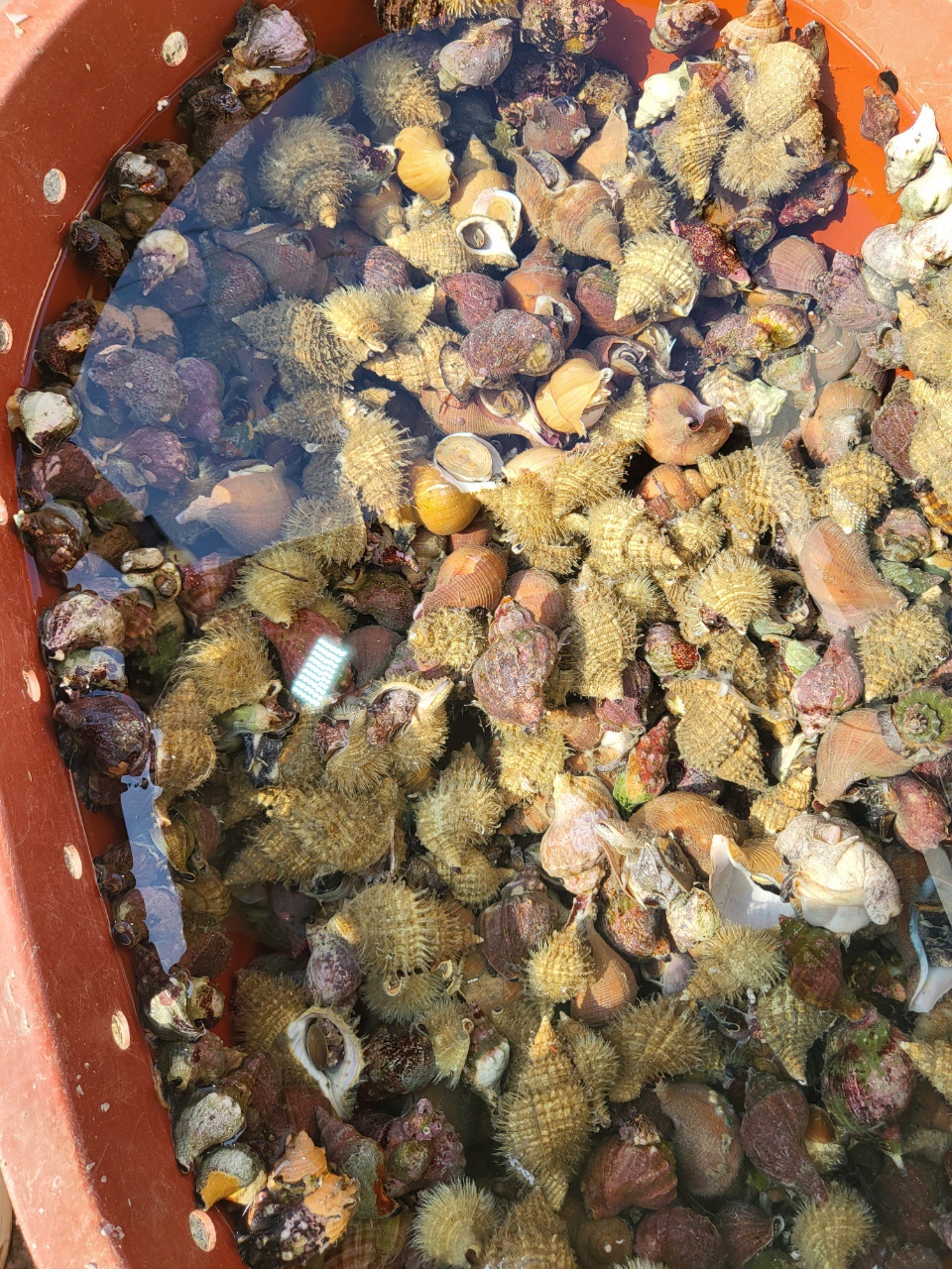 금광호수산