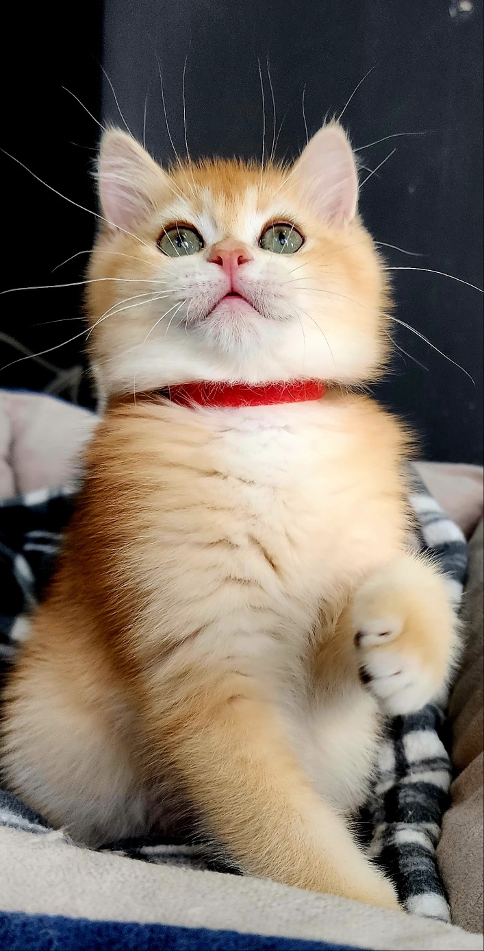 고양이날다