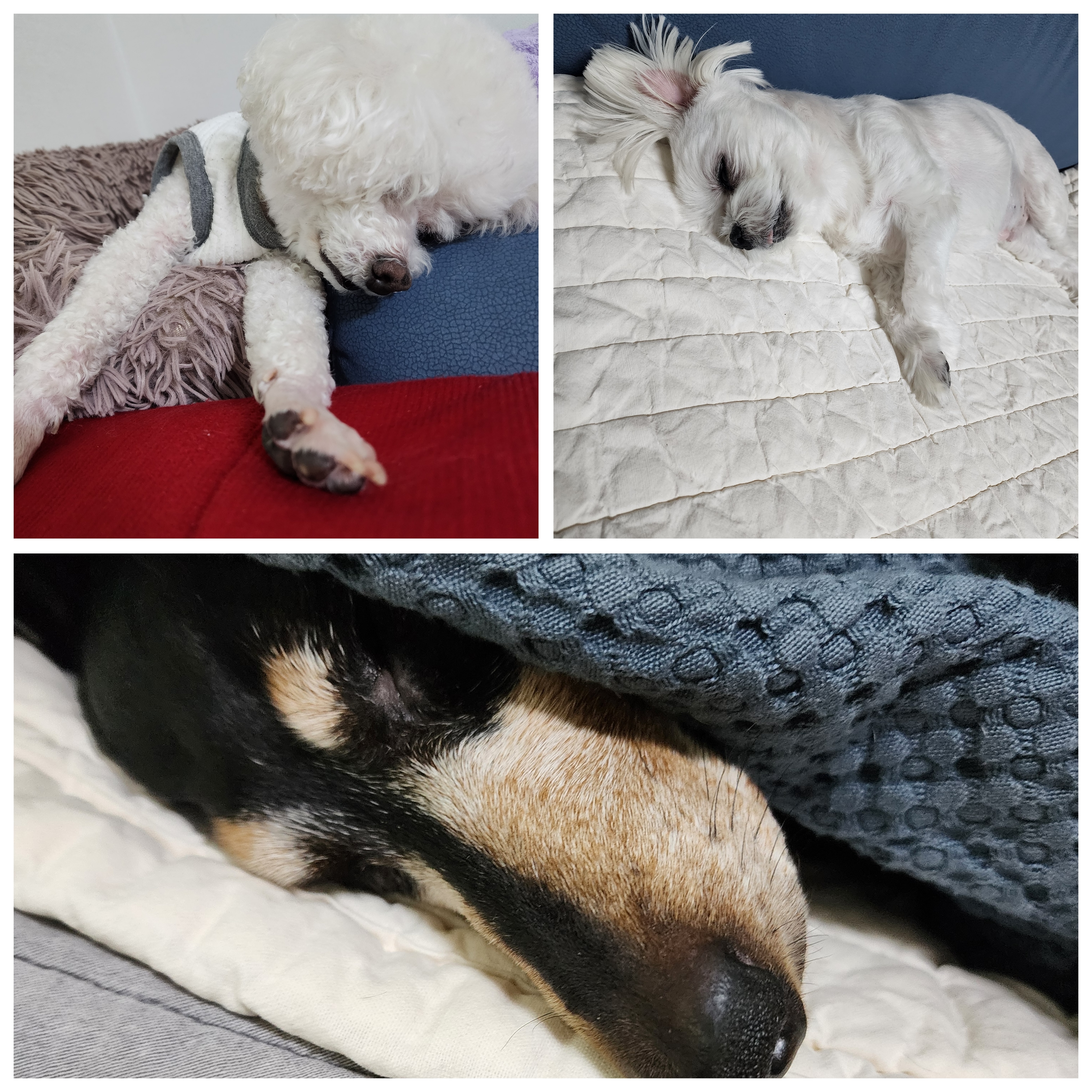 도그캐슬 대표 이미지