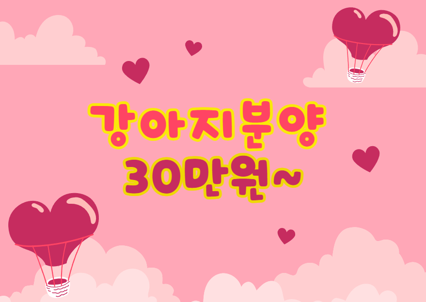 플랜멍 강아지분양 포항점